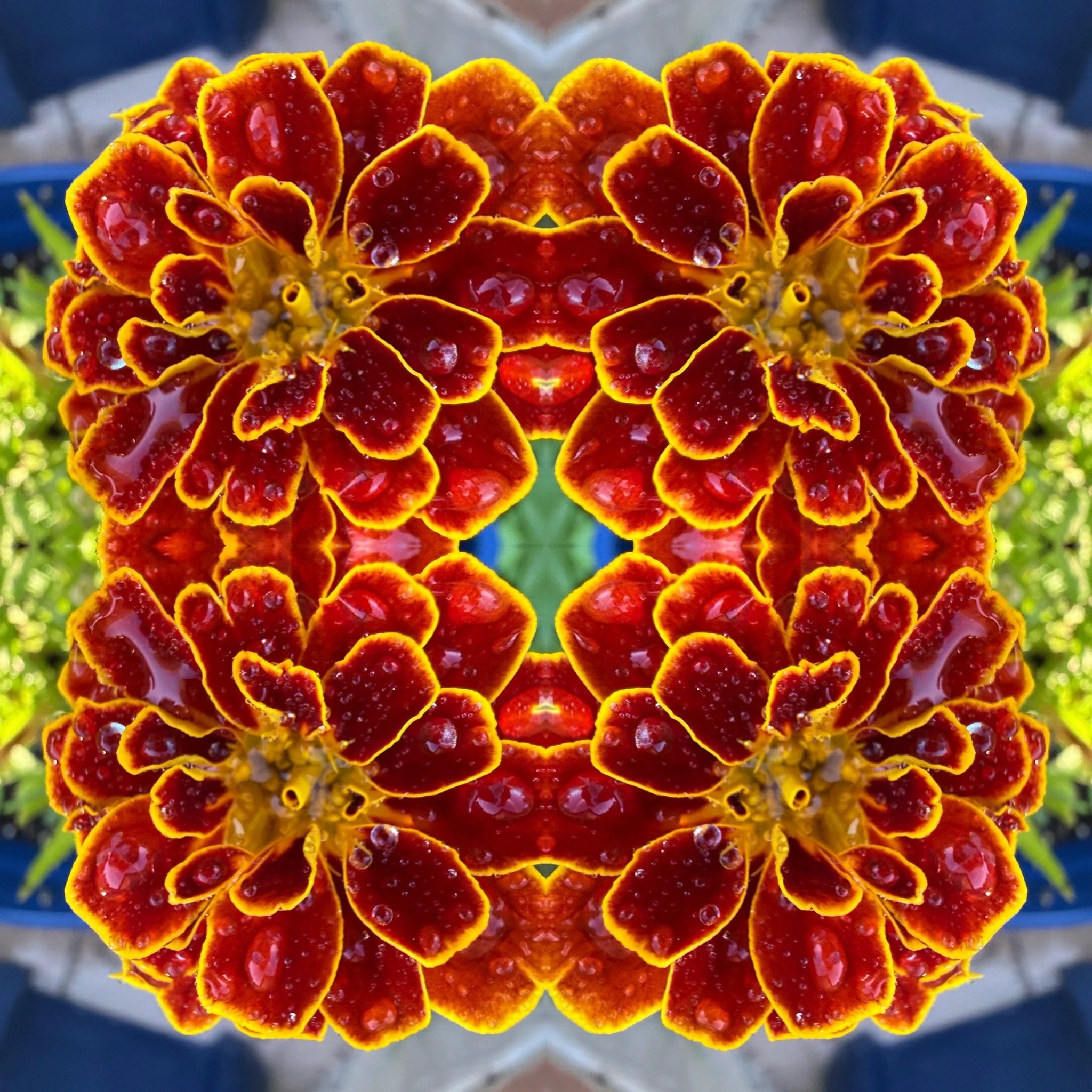 Florascope Transformations