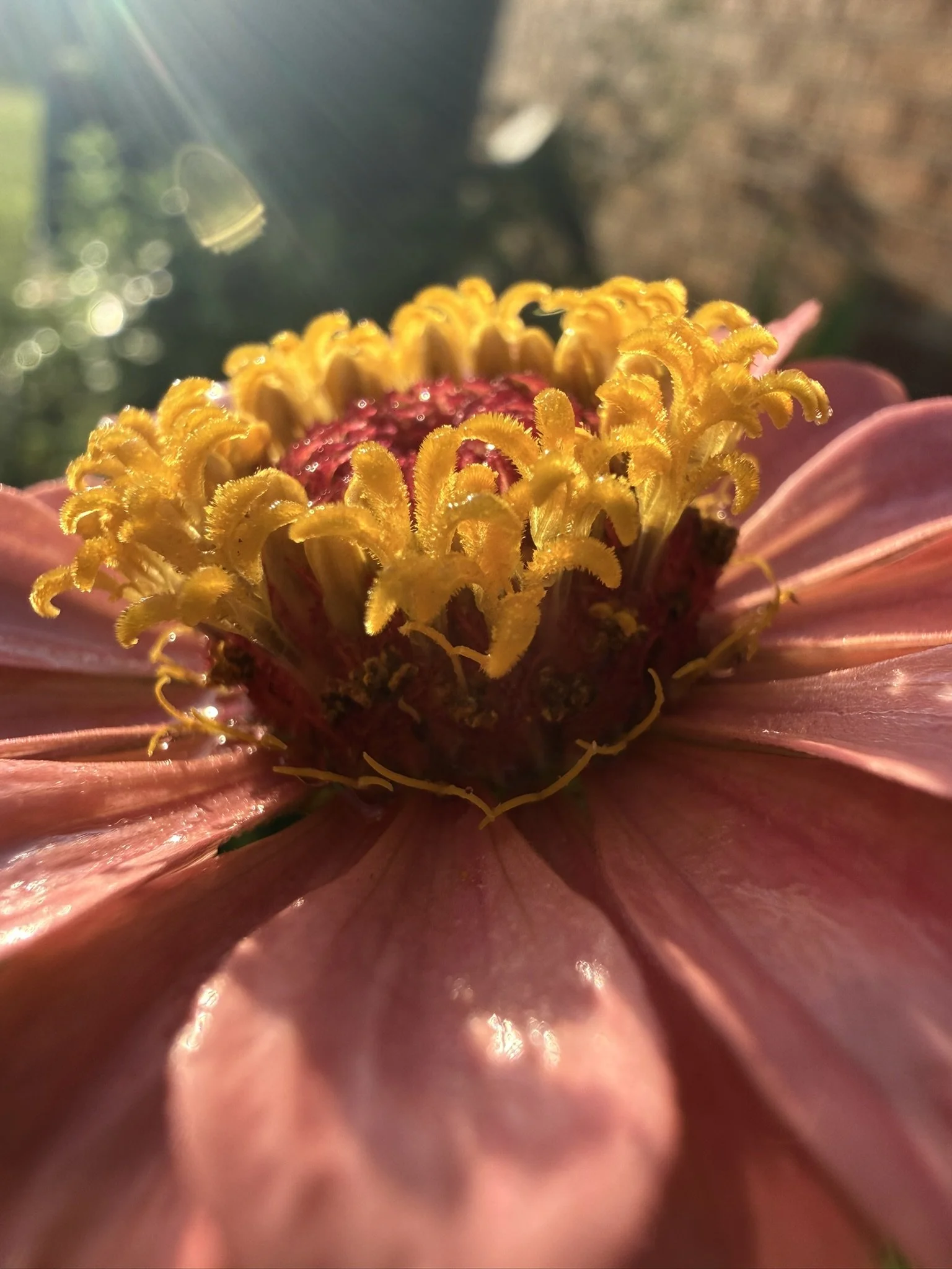 IMG_4279.JPEG