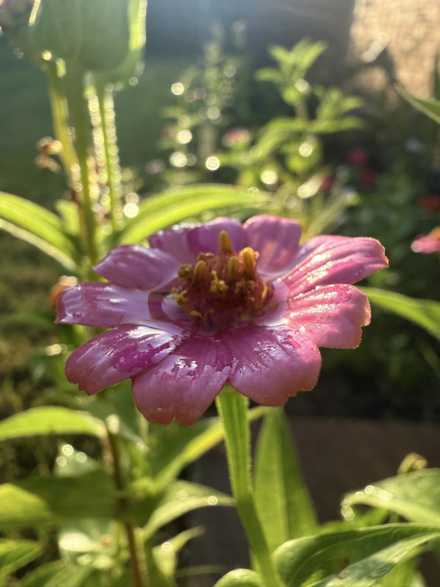 IMG_4371.JPEG