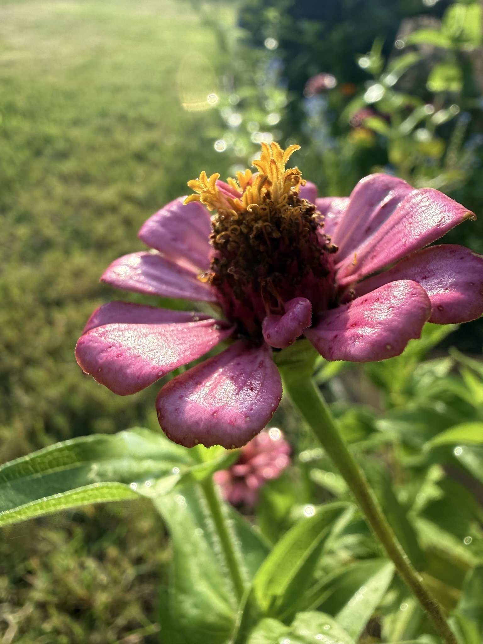 IMG_3921.JPEG