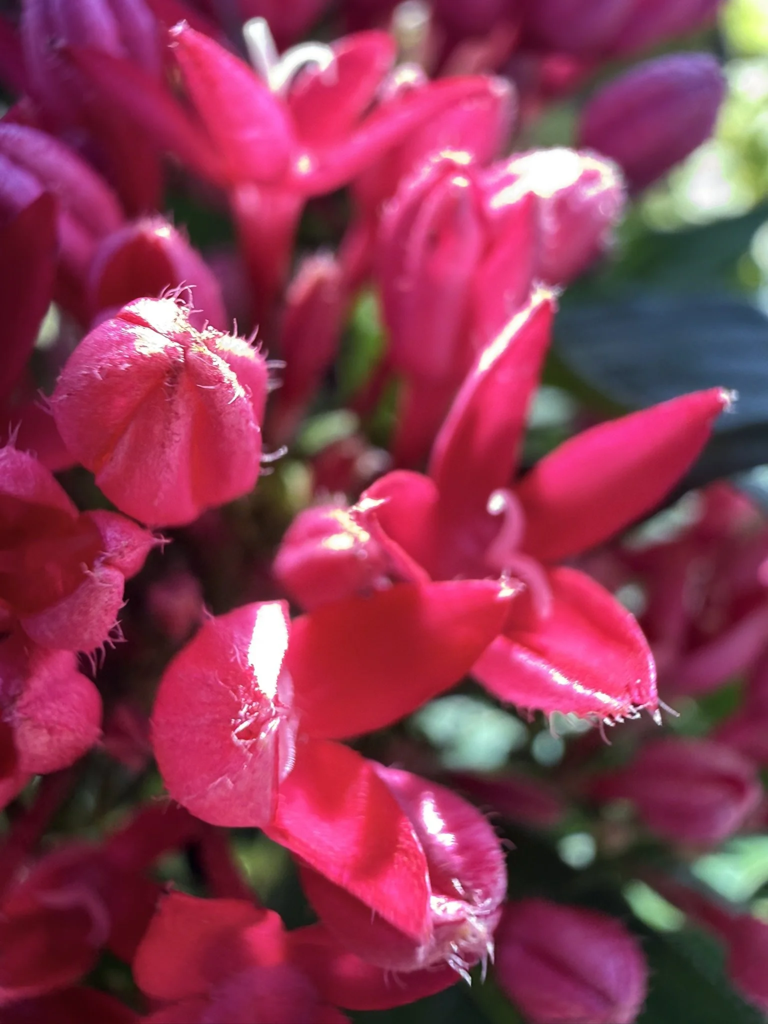 IMG_3930.JPEG
