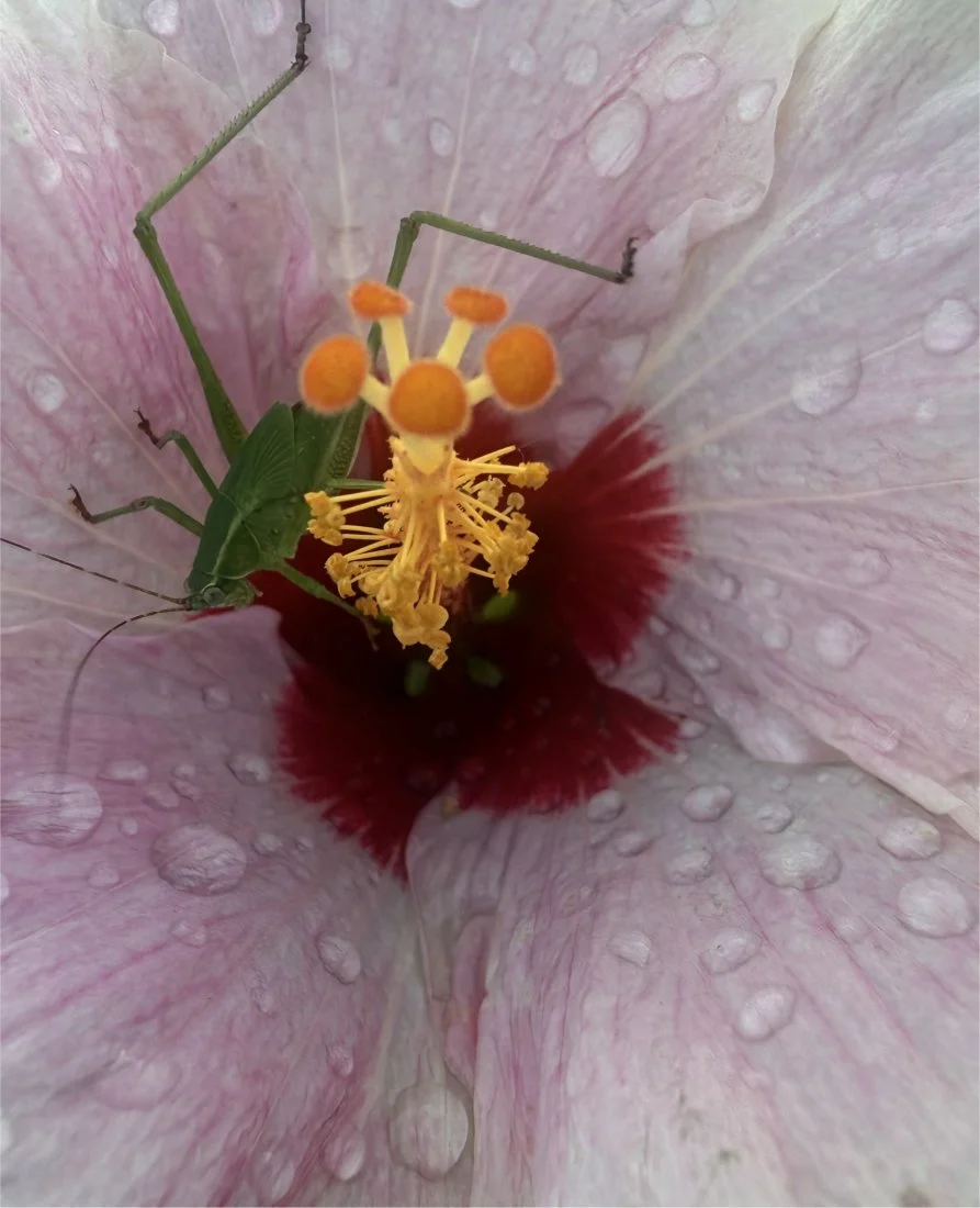 Close-up of a flower’s interior with water droplets, showing pistil and stamens, and a small green insect.