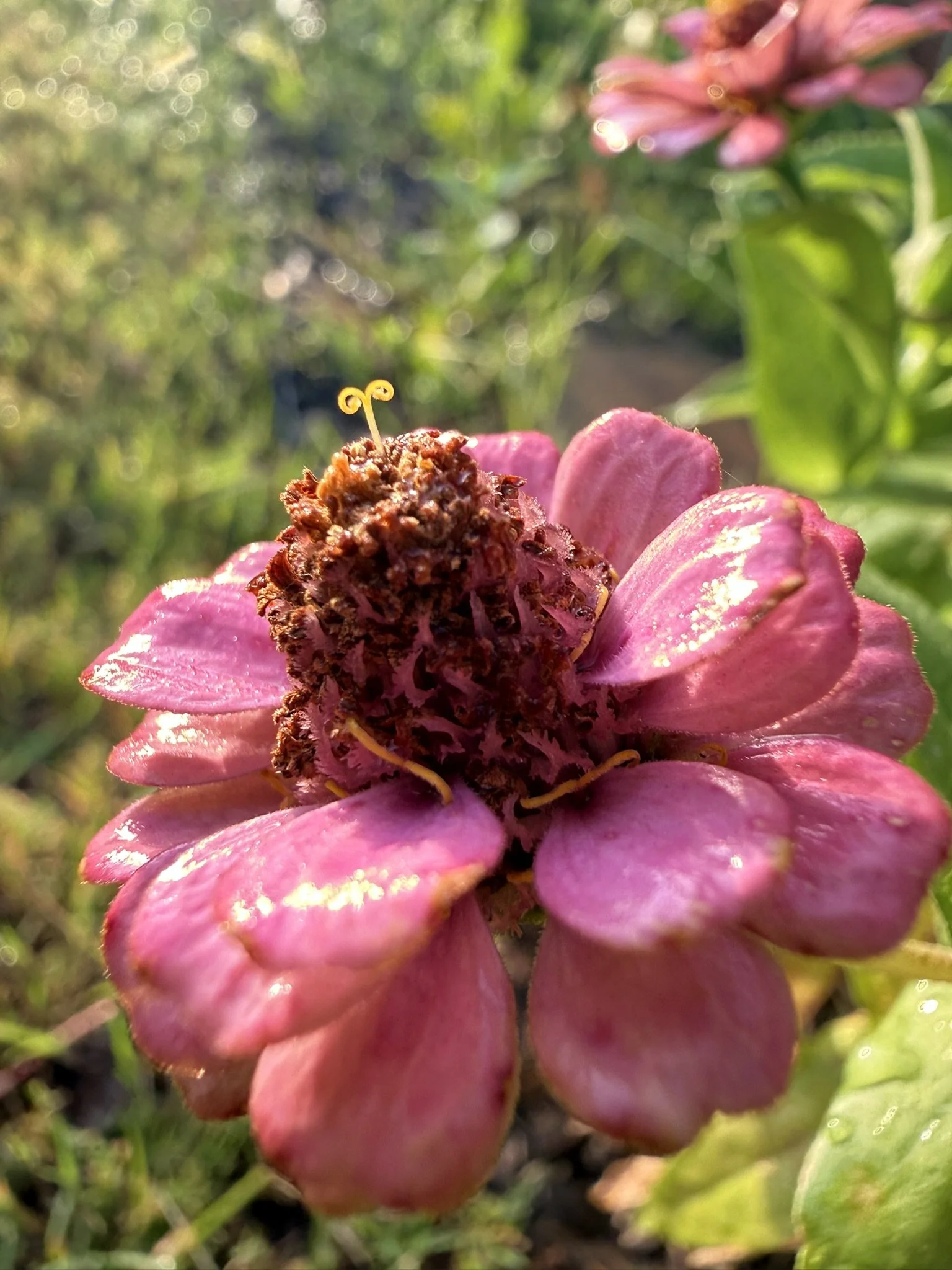 IMG_3967.JPEG