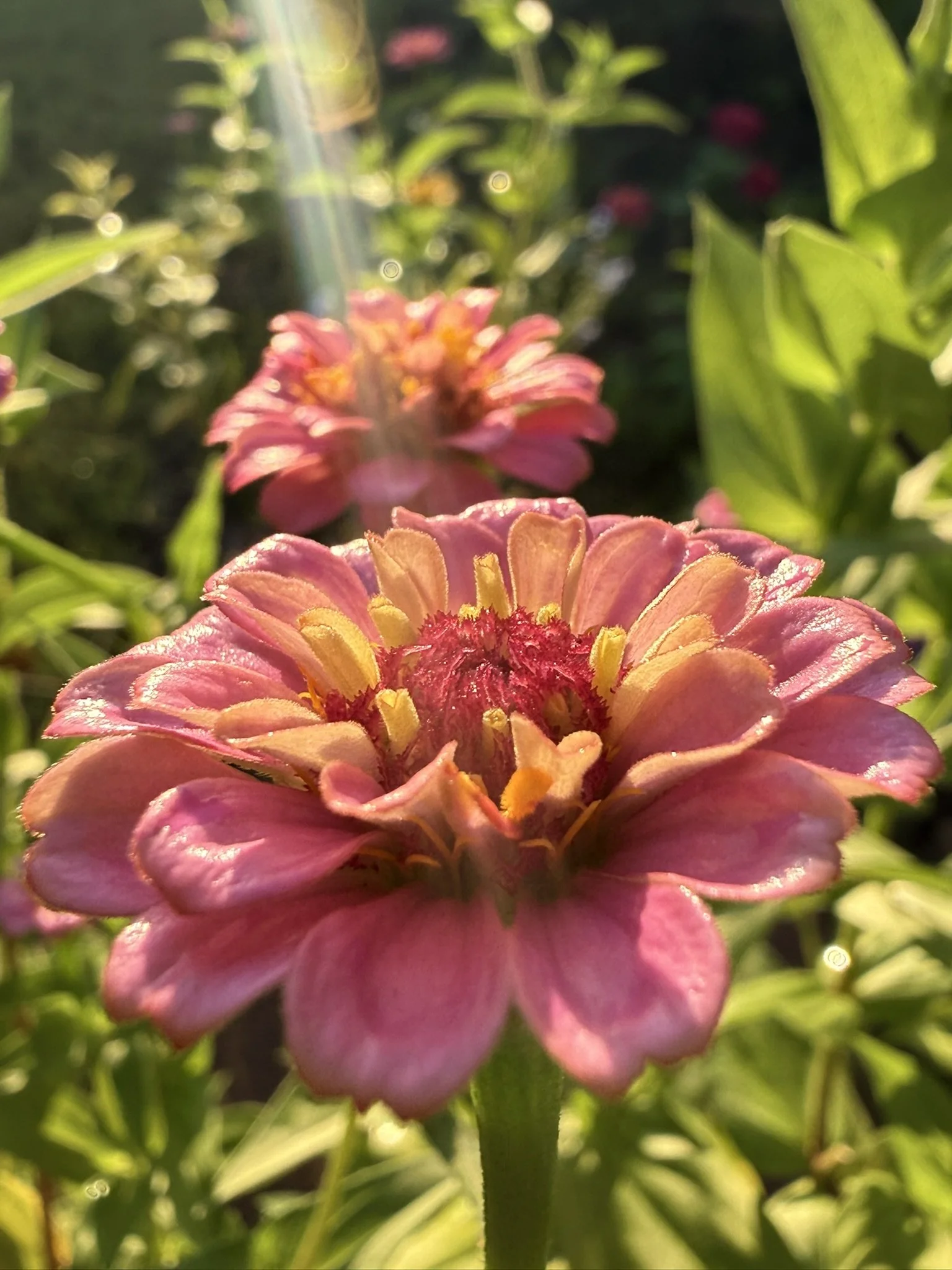IMG_4331.JPEG