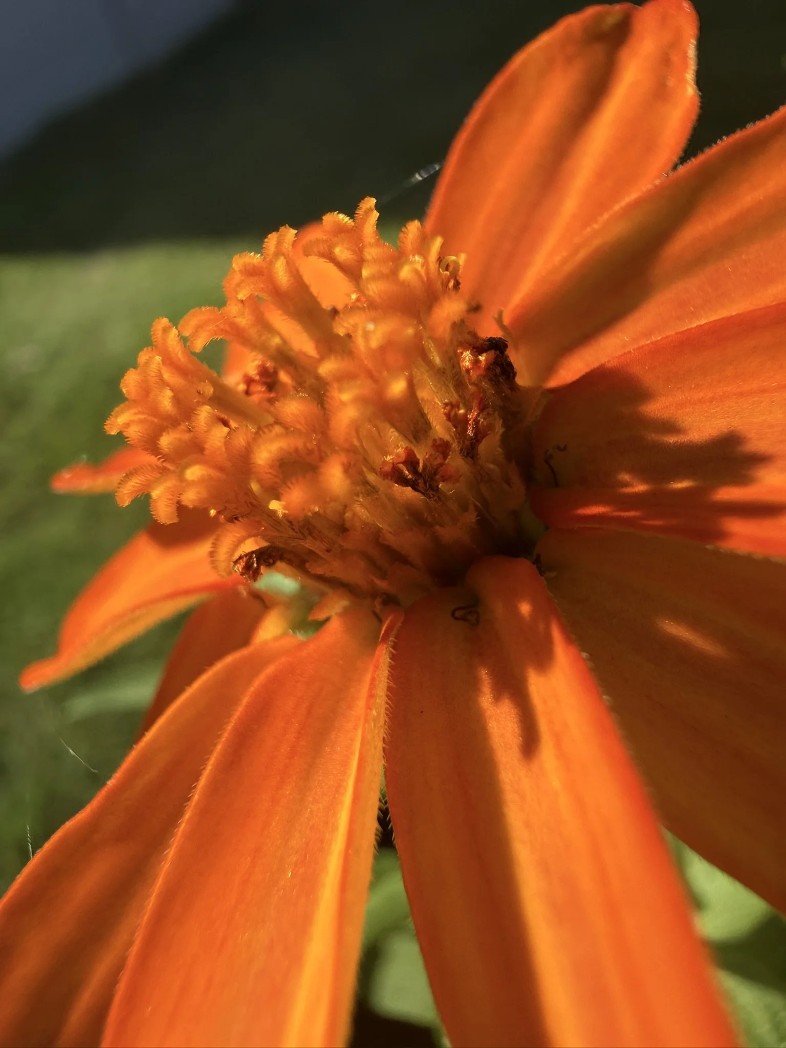 IMG_3951.JPEG
