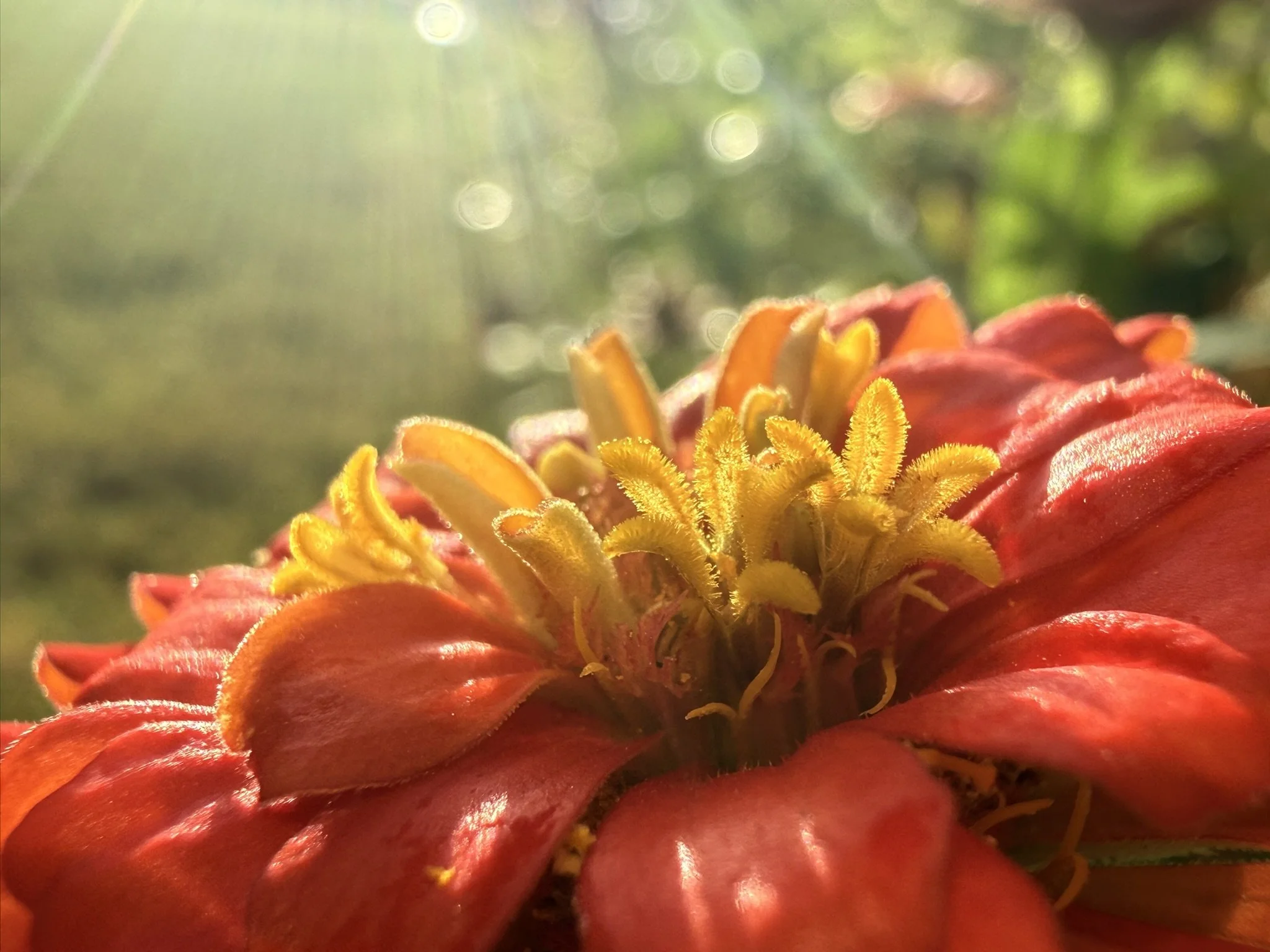 IMG_4637.JPEG