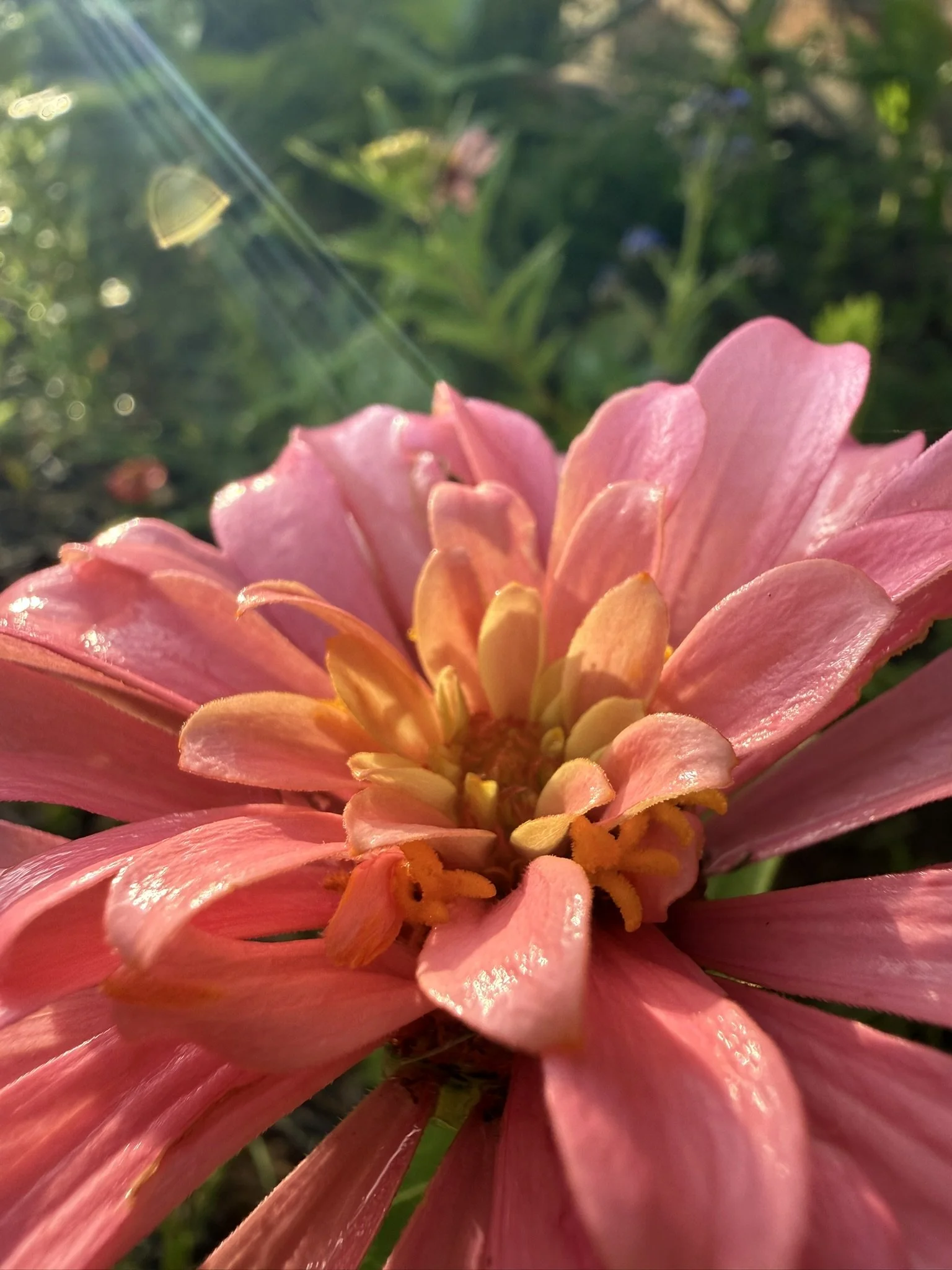 IMG_4392.JPEG