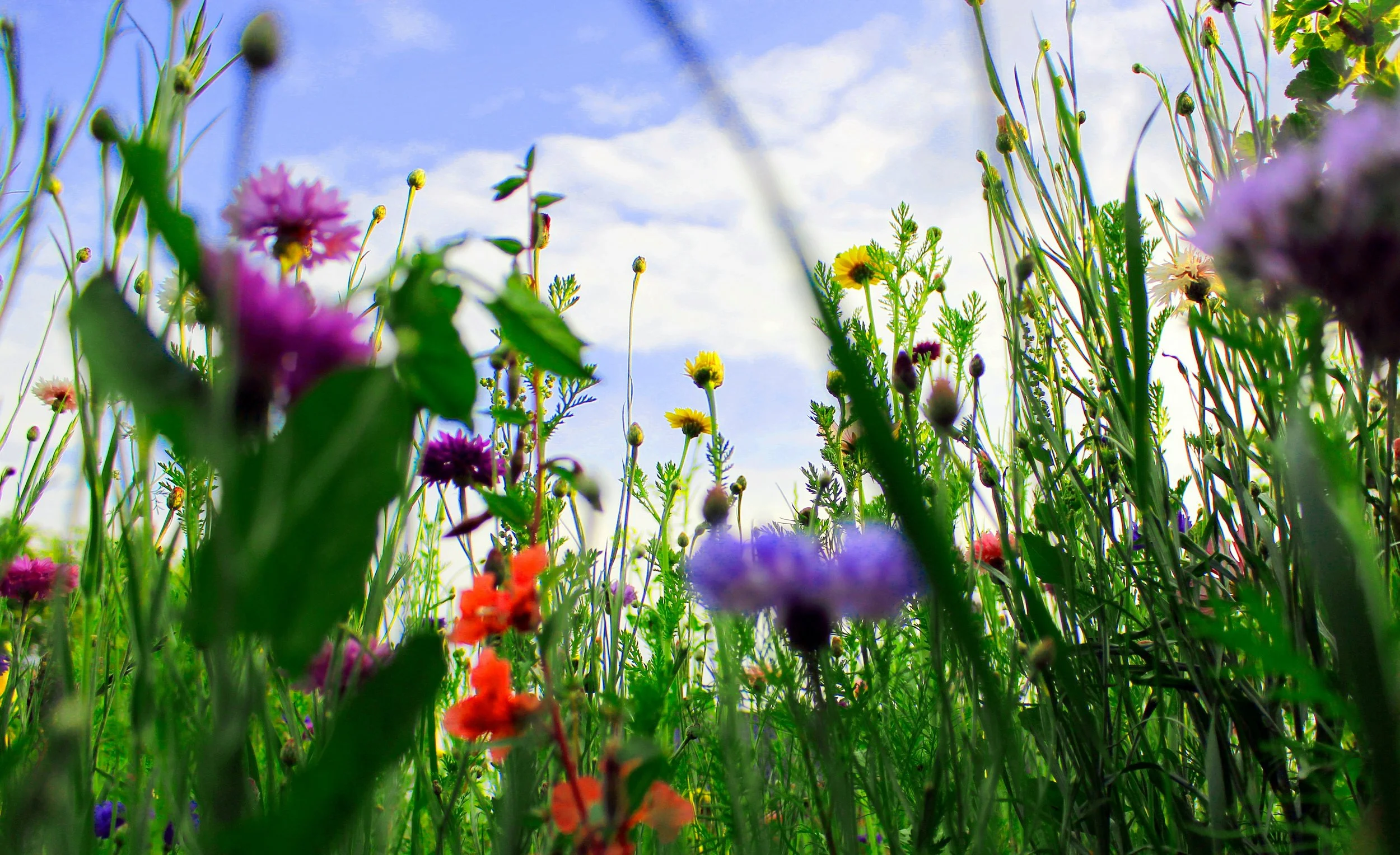 Close-up of colorful flowers in a field with a blue sky and clouds in the background.