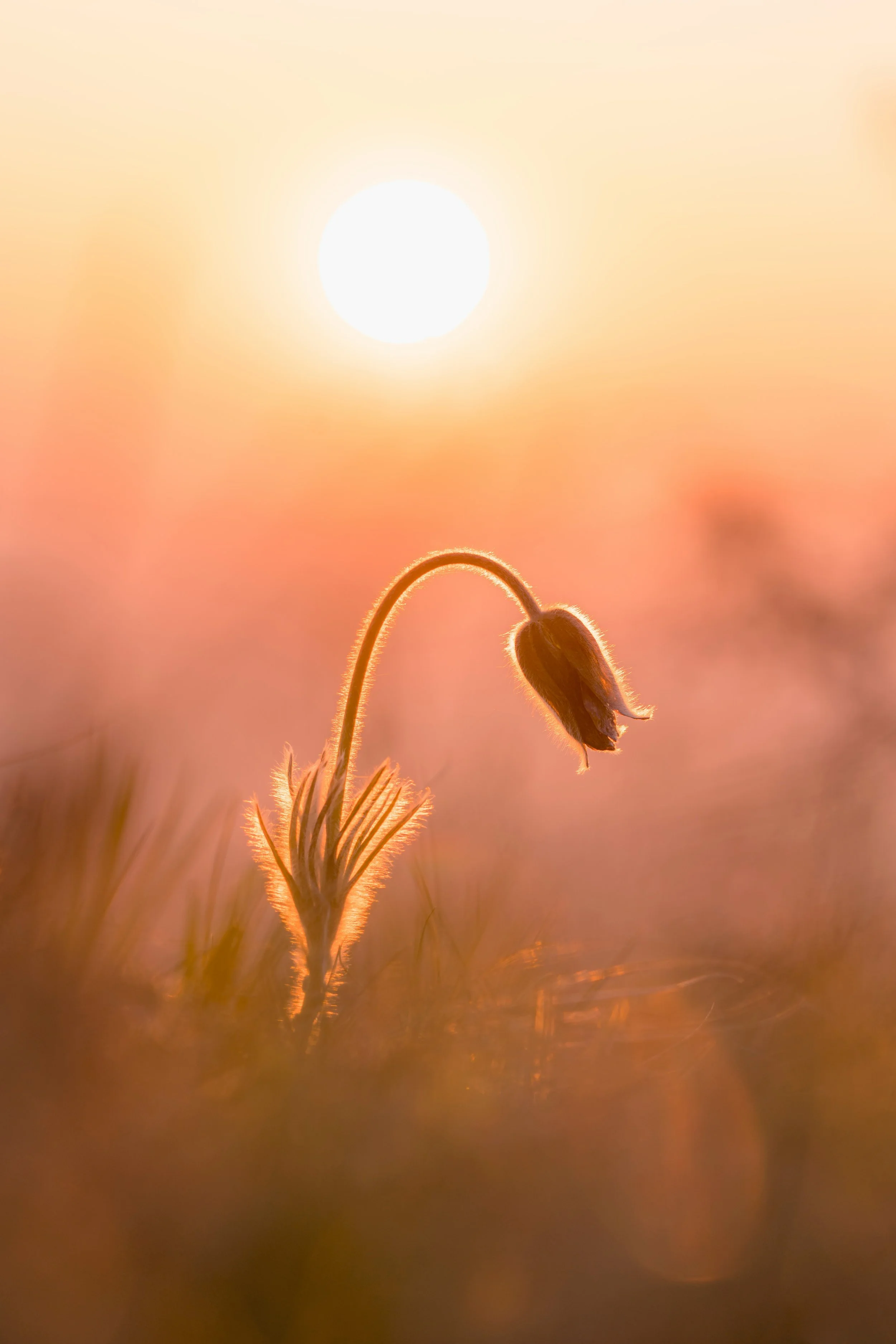 Close-up of a wilted flower with a curved stem, backlit by the sun during sunset or sunrise, creating a warm glow and a blurred background.