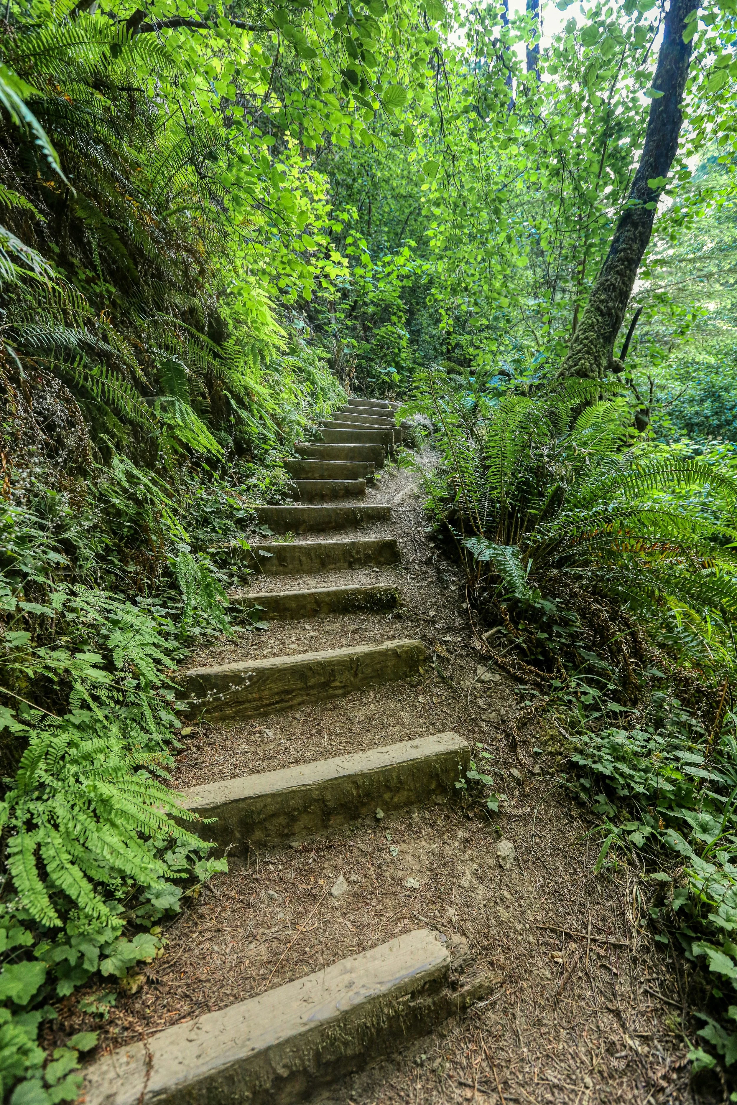 Wooden steps in a lush green forest surrounded by ferns and trees, with sunlight filtering through the leaves.