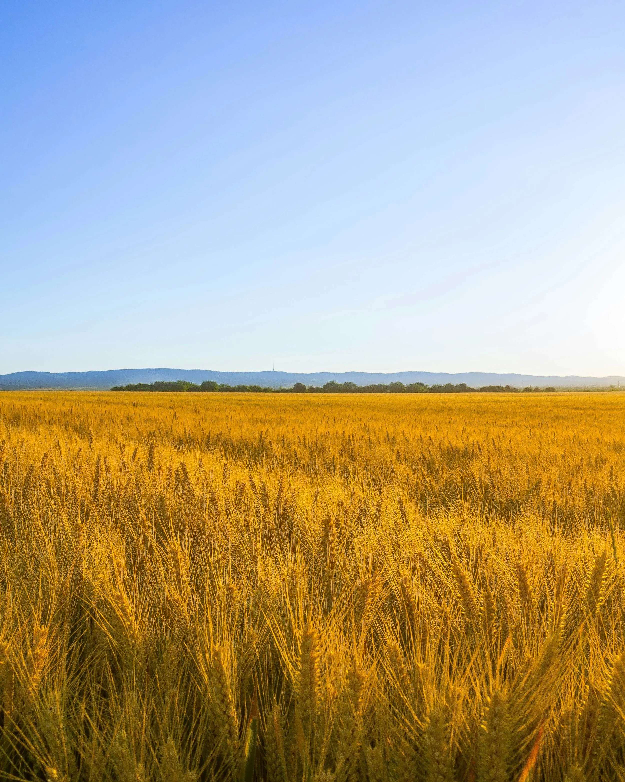 A wide view of a golden wheat field under a clear blue sky with distant mountains on the horizon.