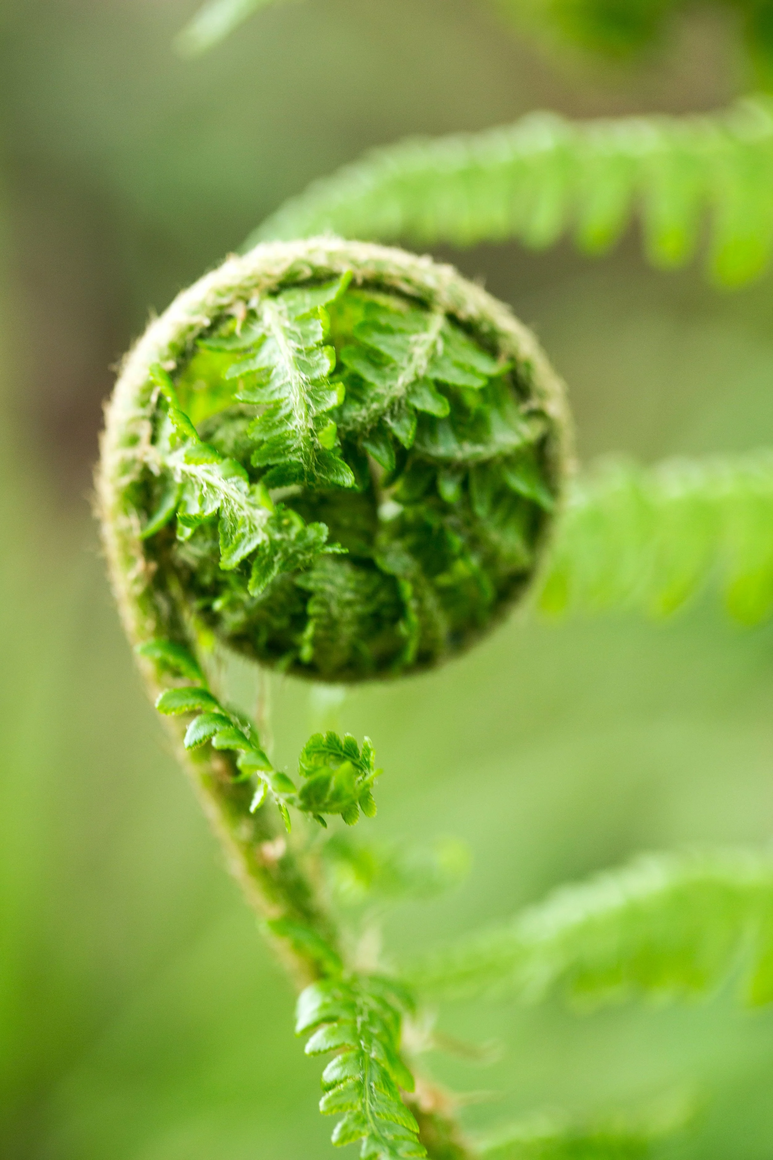 A close-up of a young, curled fern fern frond unfolding with small green leaflets, covered in tiny hairs, set against a blurred green background.
