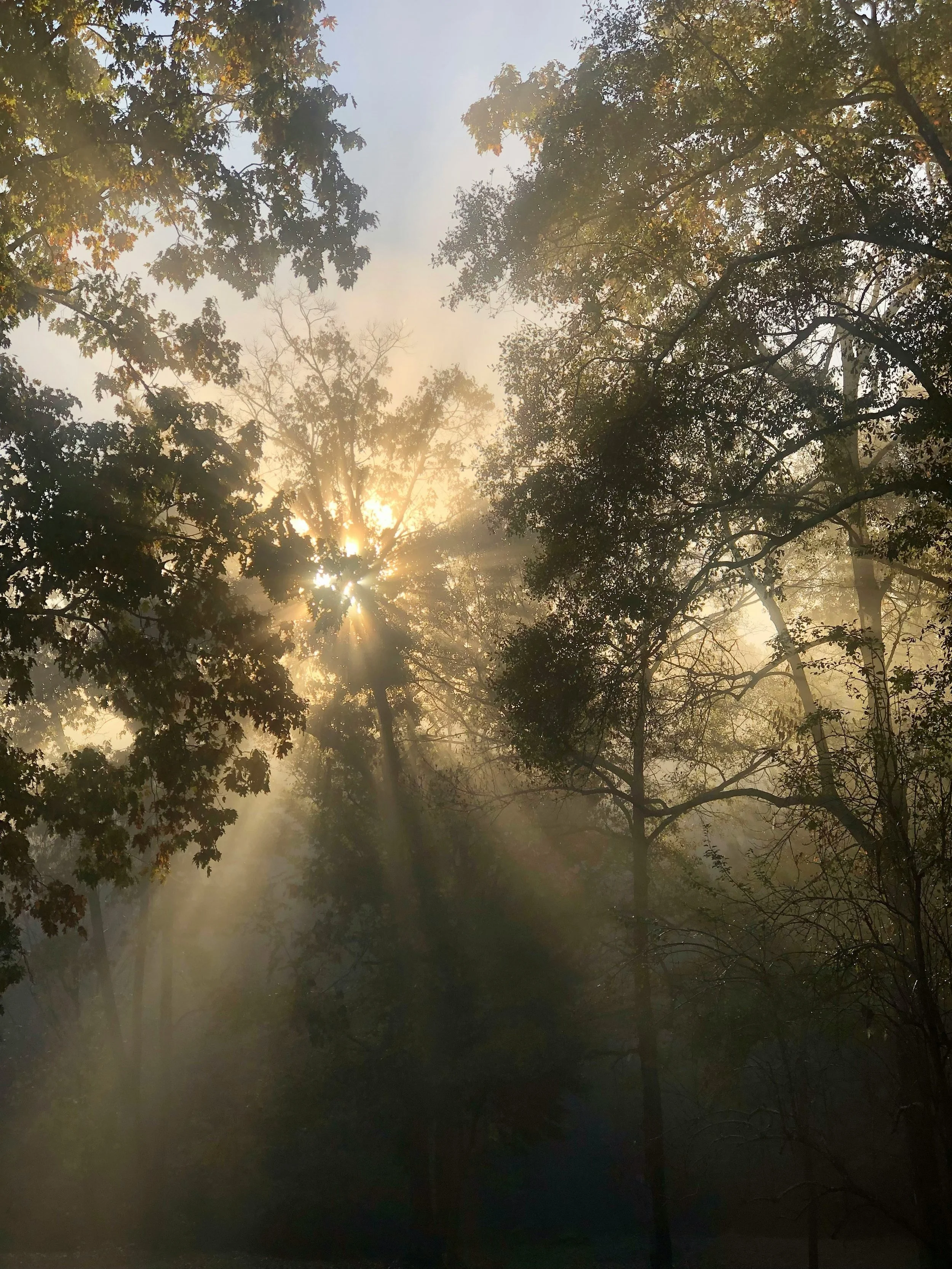 Sunlight shining through trees in a foggy forest, with leaves and branches silhouetted against the bright sky.