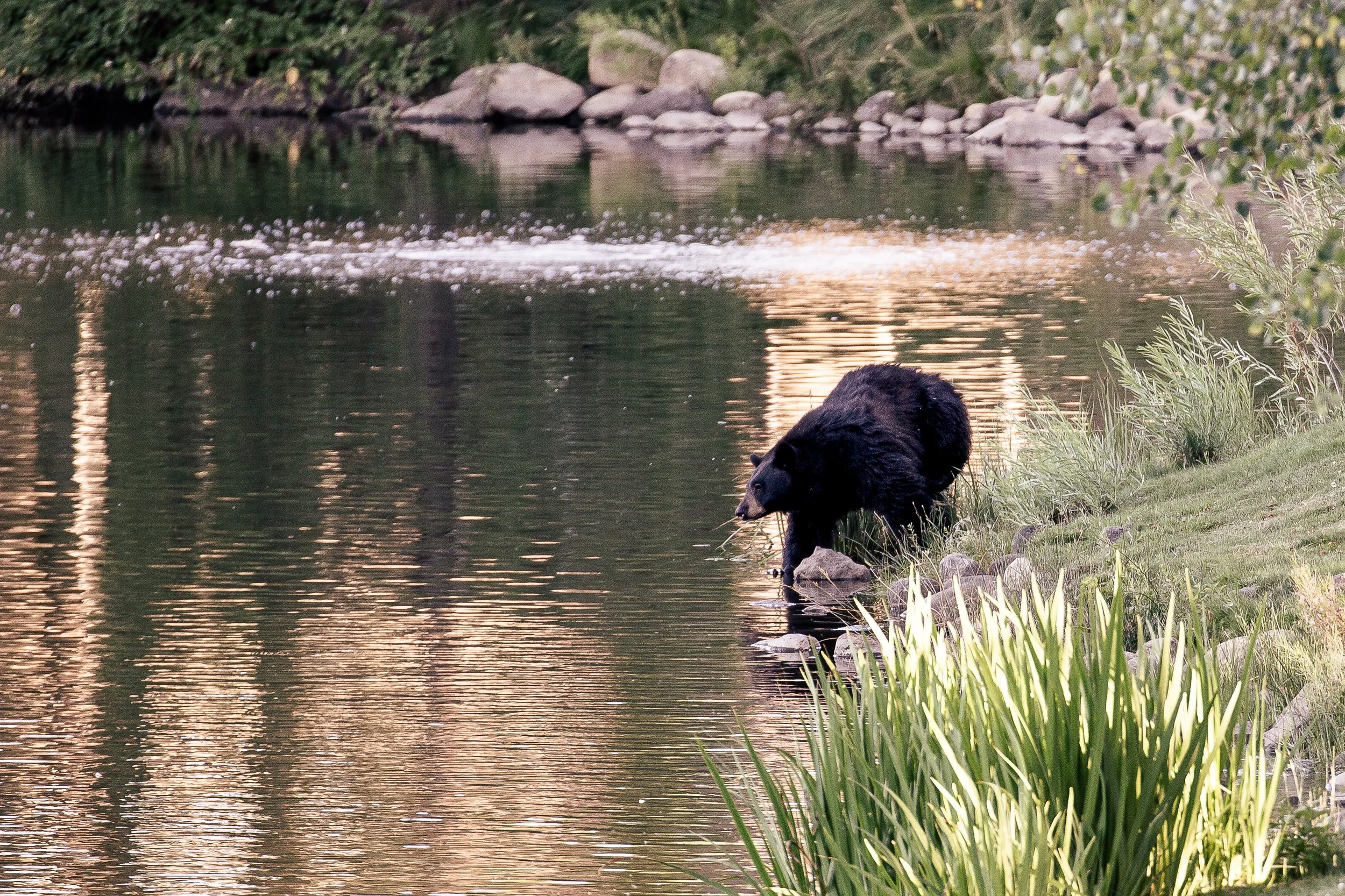 A black bear drinking water from a riverbank in a natural setting with rocks and greenery.
