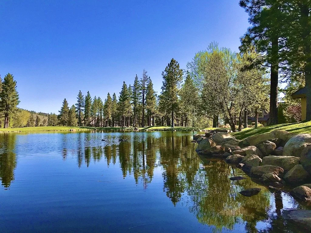 A peaceful lake surrounded by tall pine trees and lush green grass, with clear blue sky reflected on the water surface.