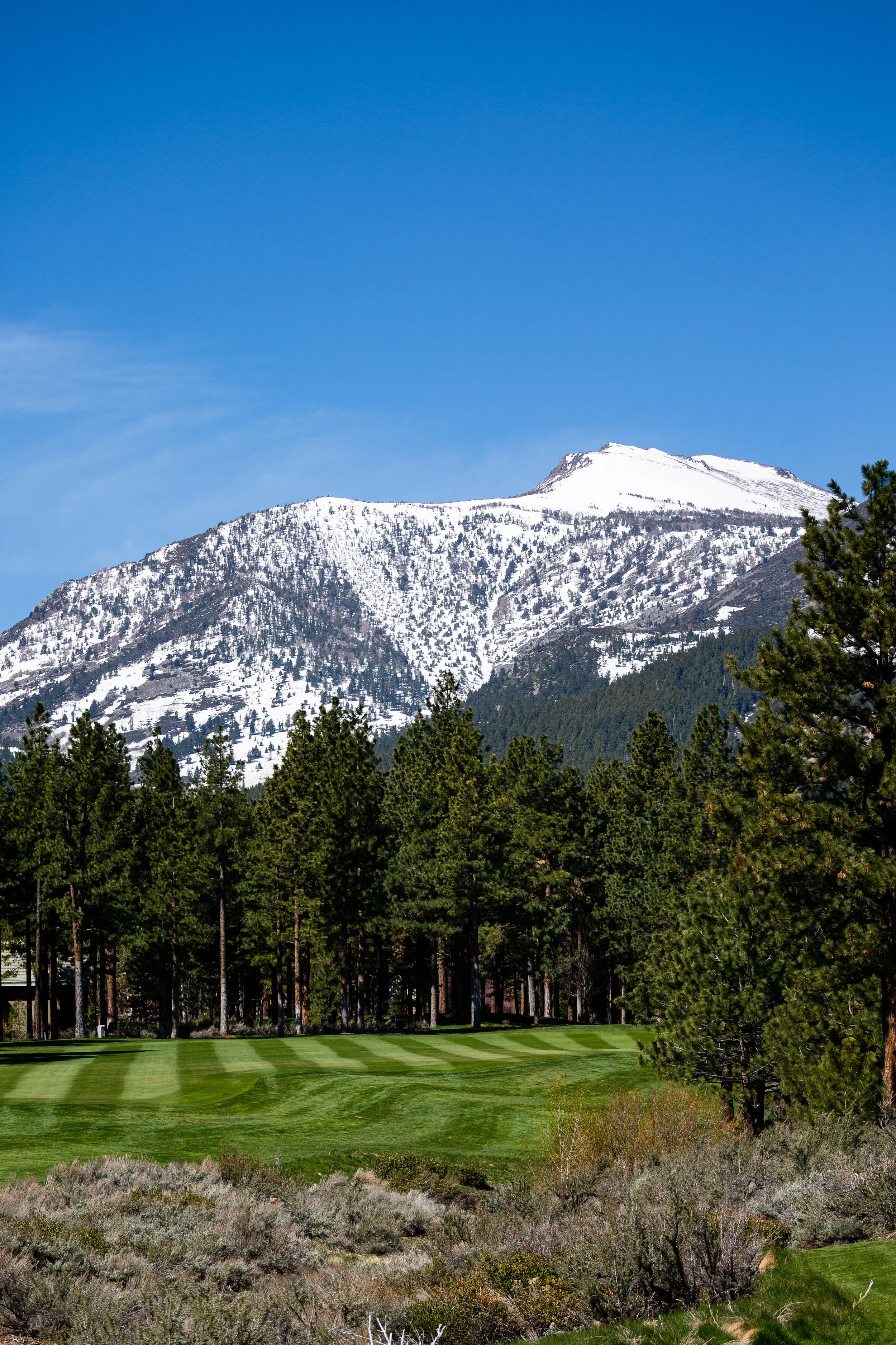 A mountain capped with snow under a clear blue sky, forested slopes, a row of pine trees, and a well-manicured grass field in the foreground.