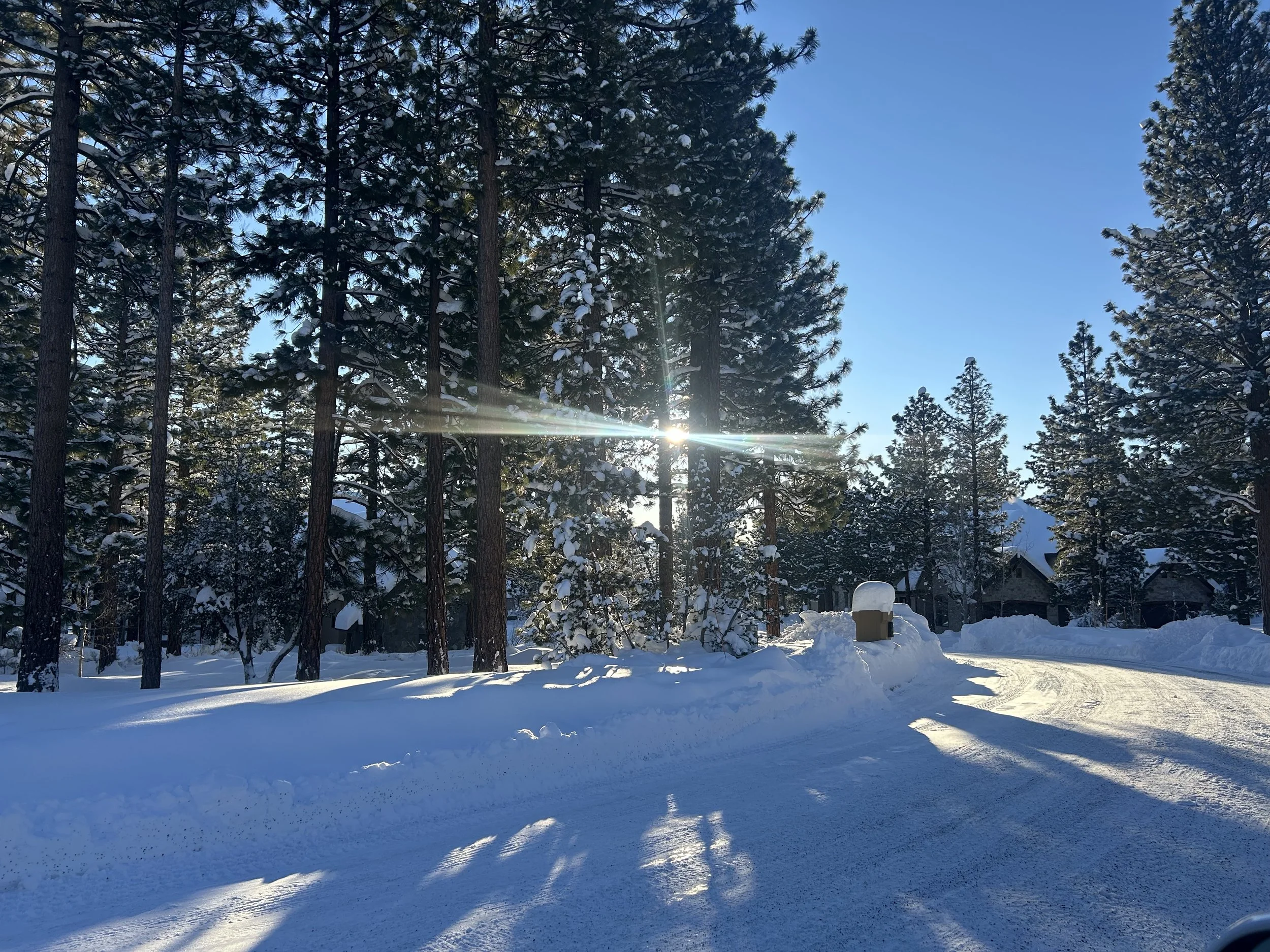 Snow-covered ground and pine trees with snow on branches under a clear blue sky with sunlight filtering through.
