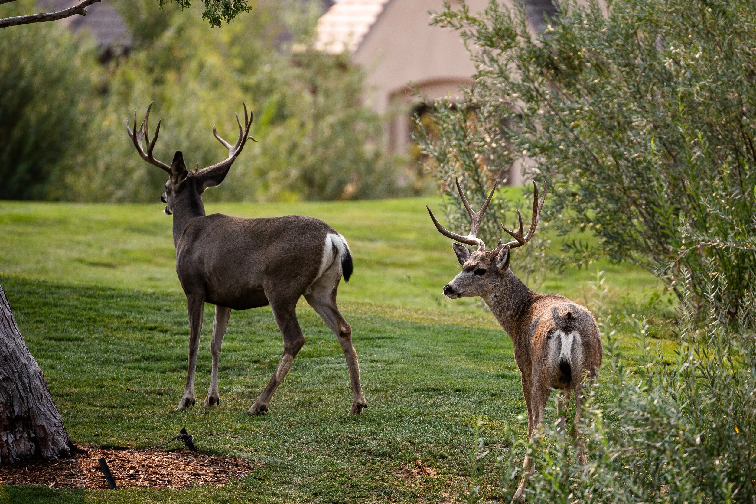 Two deer, one standing and one lying on the grass, surrounded by greenery with trees and bushes in the background.