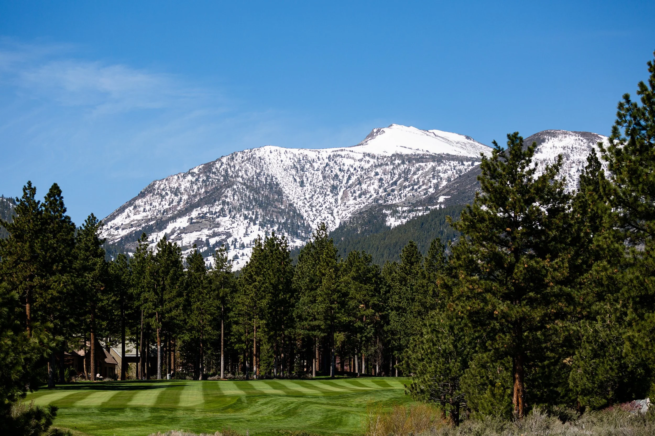 Snow-capped mountains behind a dense forest of tall pine trees with a grassy area in the foreground.