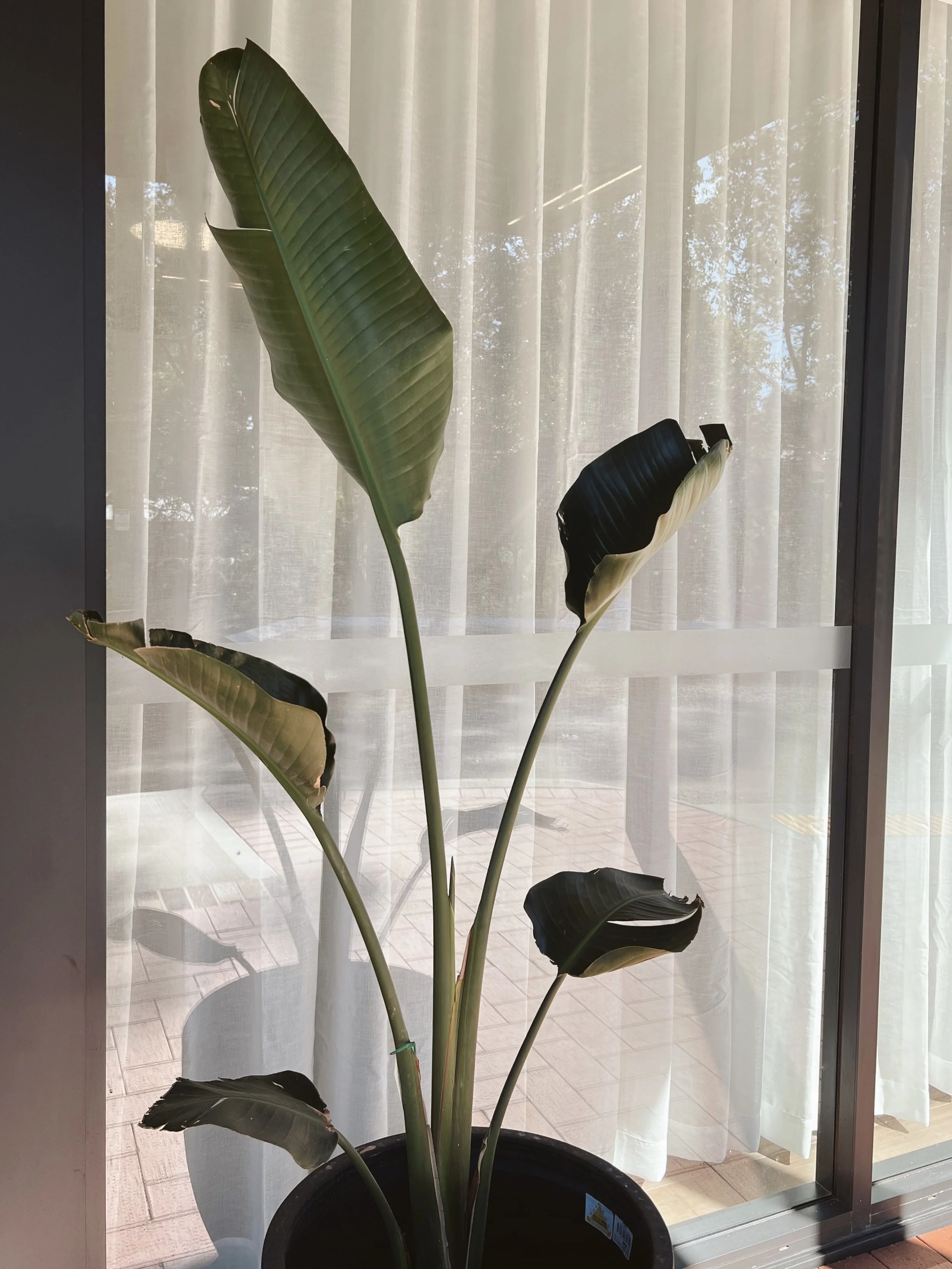 Indoor potted plant with large green and black leaves in front of a window with sheer curtains. Outside, trees and a patio are visible.