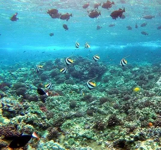 Underwater scene with colorful coral reef and various fish swimming.