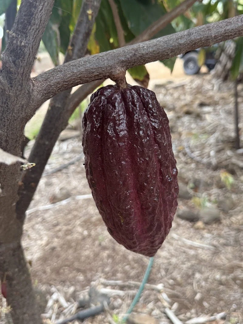 A ripe, dark purple cacao pod hanging from a branch of a cacao tree.