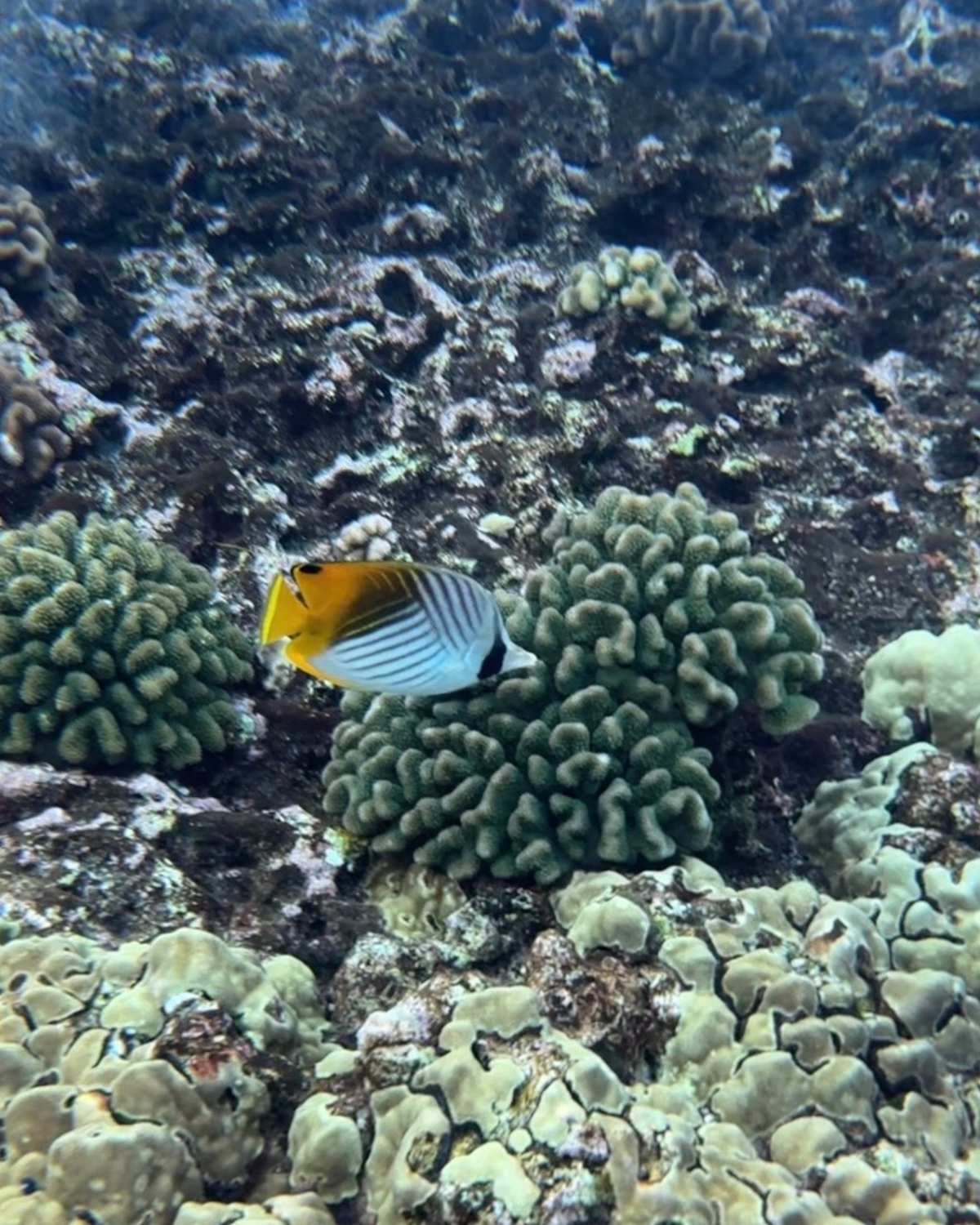 A colorful fish with black, white, yellow, and blue stripes swimming near coral in an underwater scene.