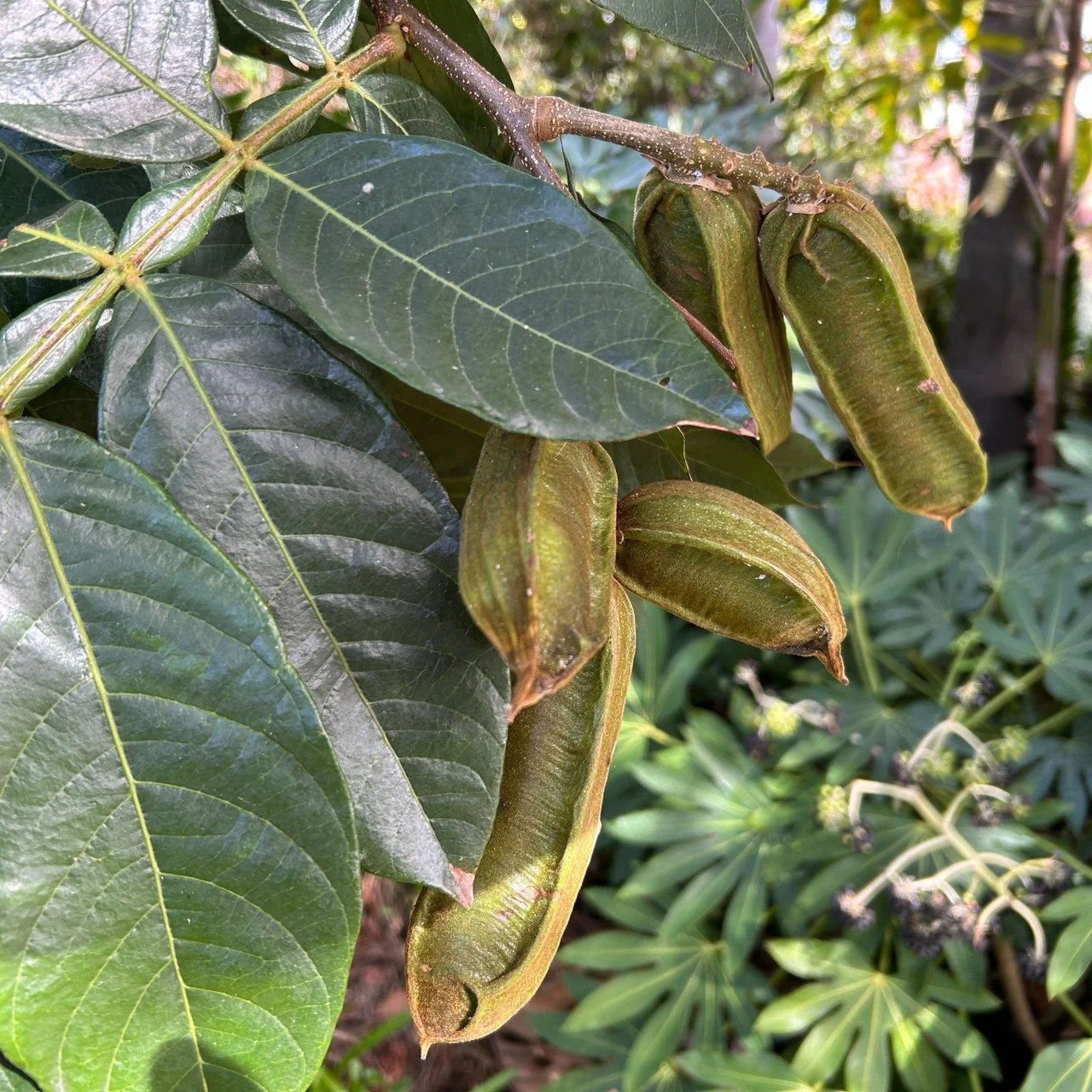 Close-up of green seed pods hanging from a plant with large green leaves.