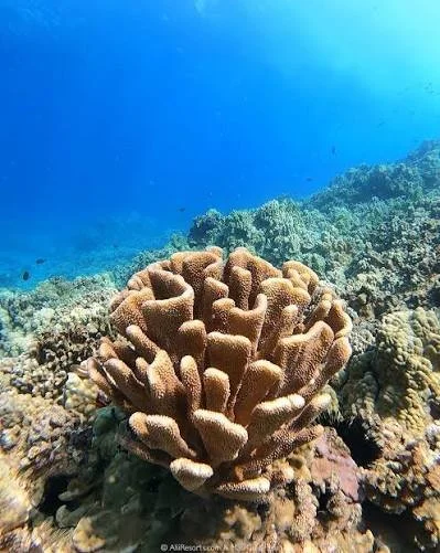 Underwater view of coral reef with large coral formation in the foreground and clear blue water in the background.