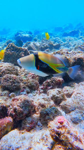 Underwater scene with a tropical fish swimming over coral reef.