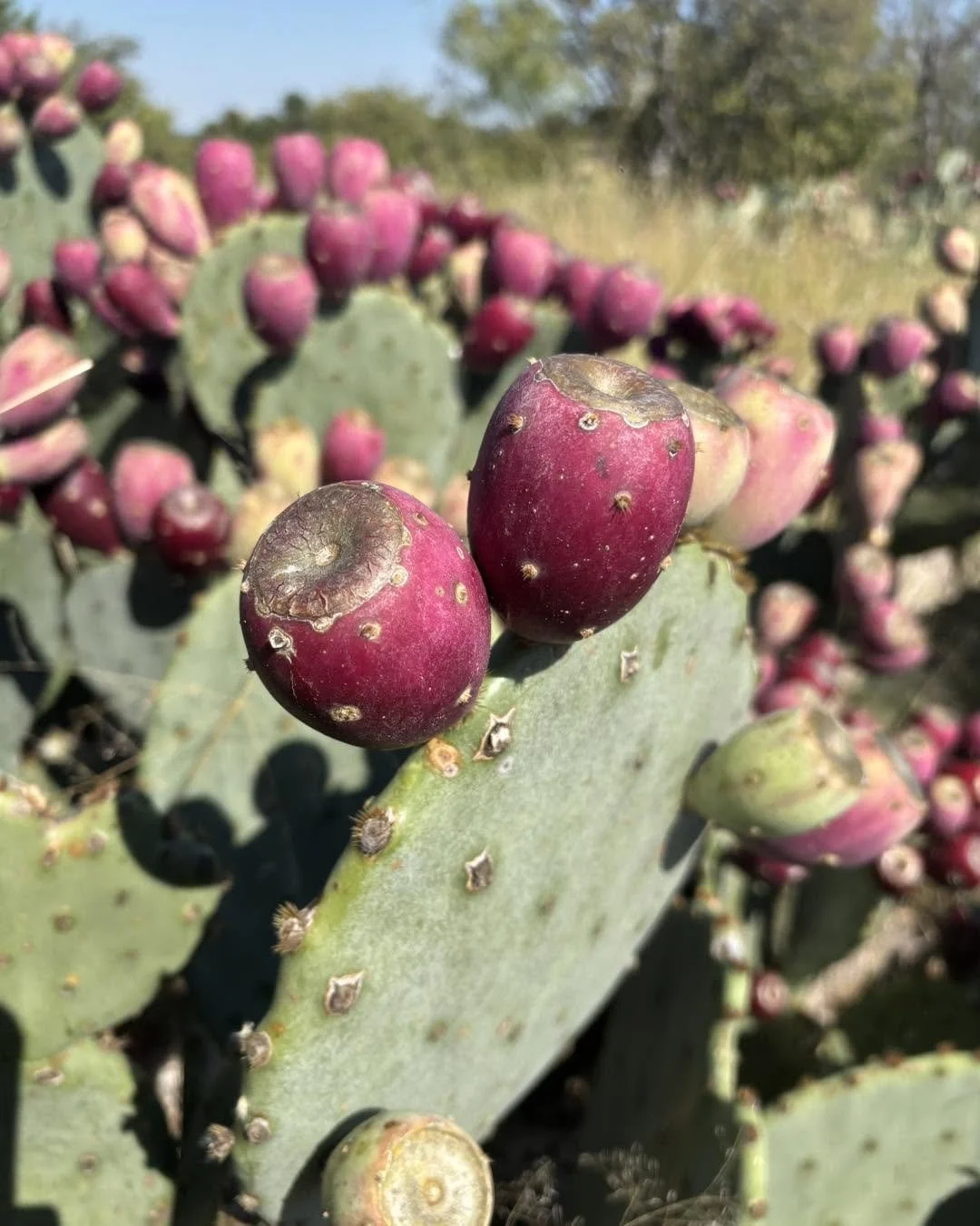 Close-up of a prickly pear cactus pad with ripe purple-red fruits on top, with a background of more cactus pads and fruits under a clear blue sky.