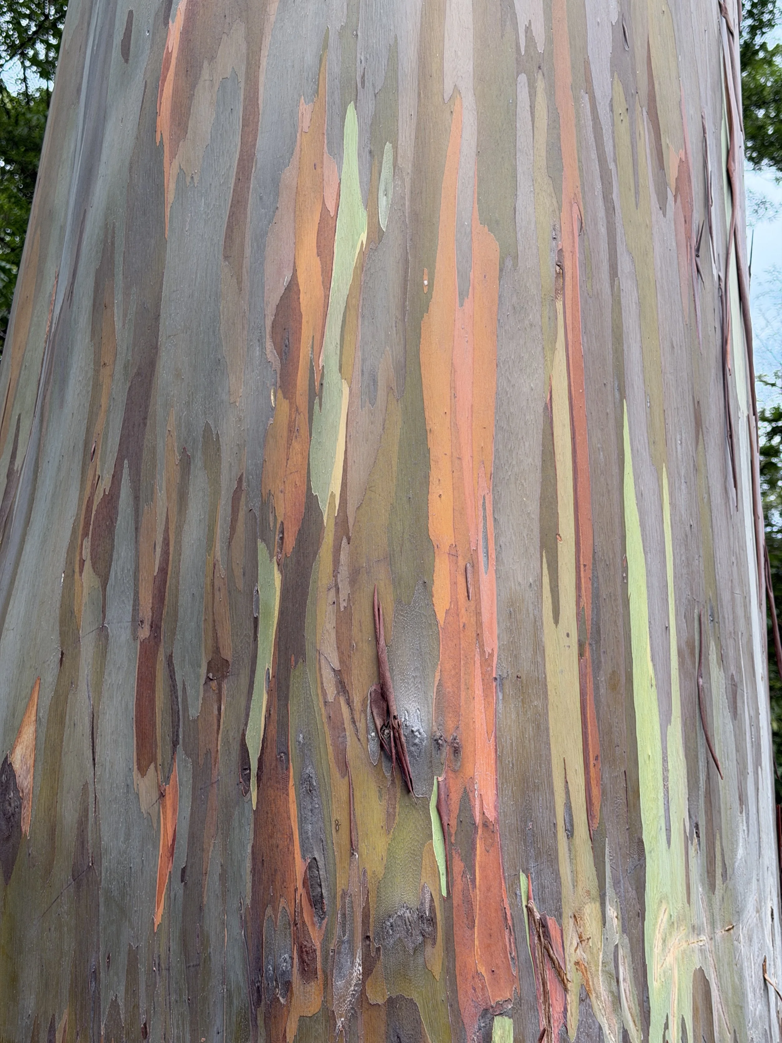 Elephant tree in Maui