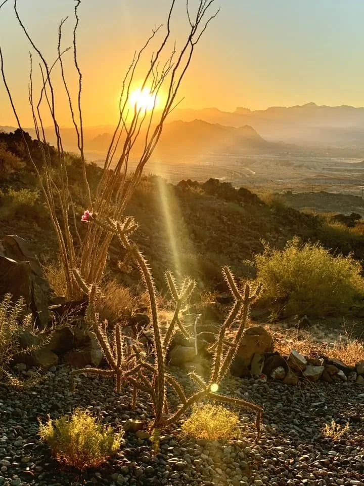 Desert landscape at sunset with cacti, dry shrubs, and rocky terrain, mountains in the background, and warm sunlight creating a glowing effect.
