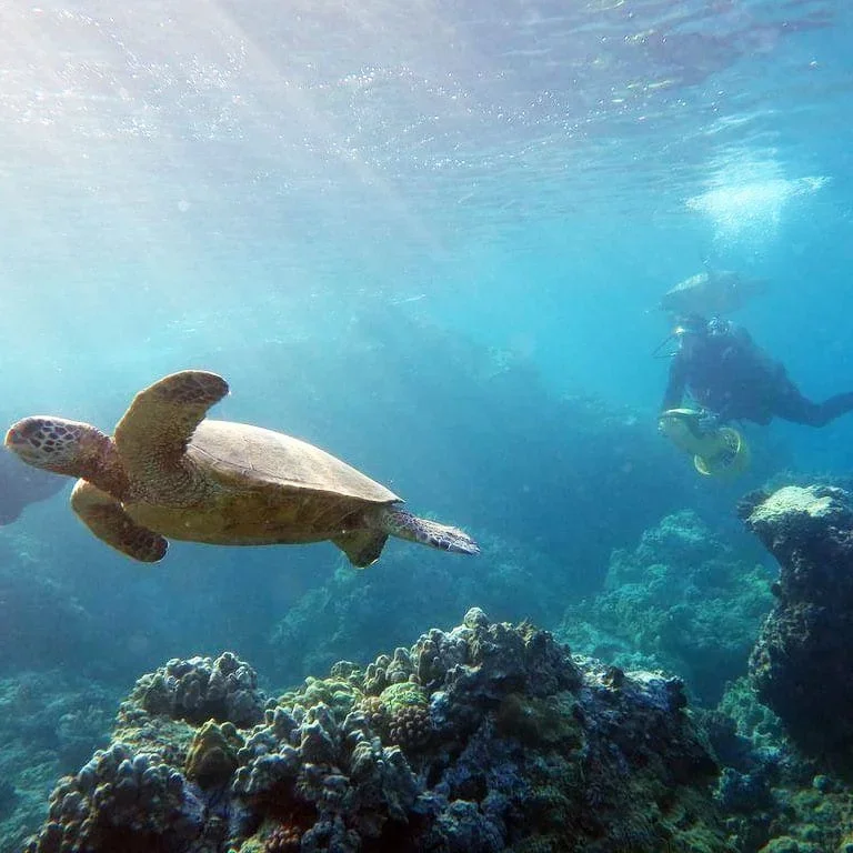 A scuba diver swimming near a large sea turtle above coral reefs in clear blue ocean water.