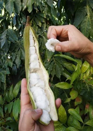 Person opening a cotton pod to reveal cotton fibers inside, with green foliage in the background.