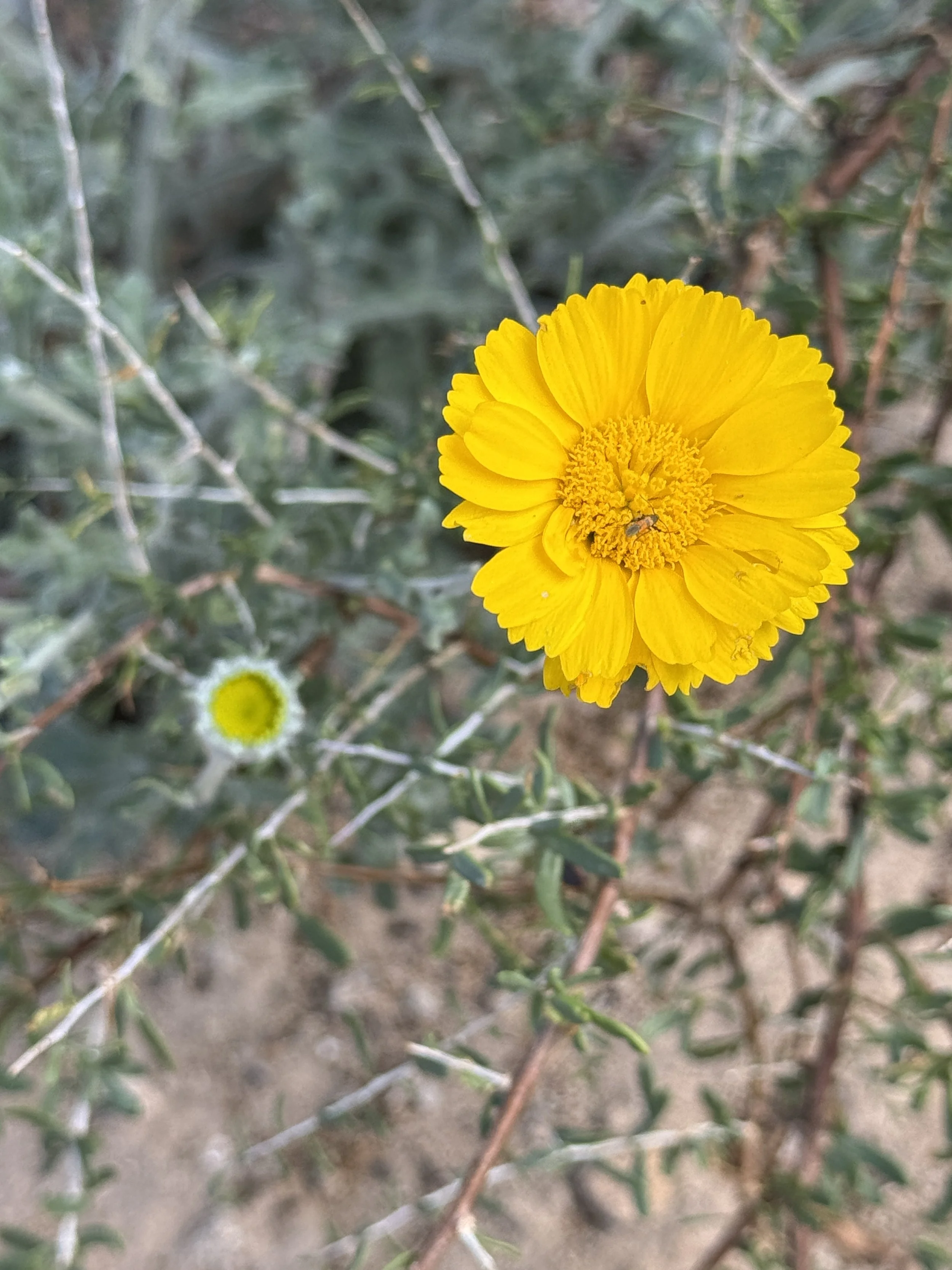 A close-up of a vibrant yellow flower with multiple petals, surrounded by green foliage and thorny branches.