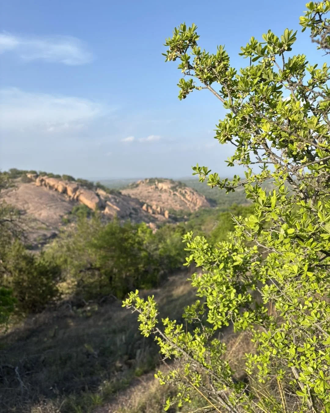View of distant rocky hills and a clear blue sky with scattered clouds, with green shrubs in the foreground.