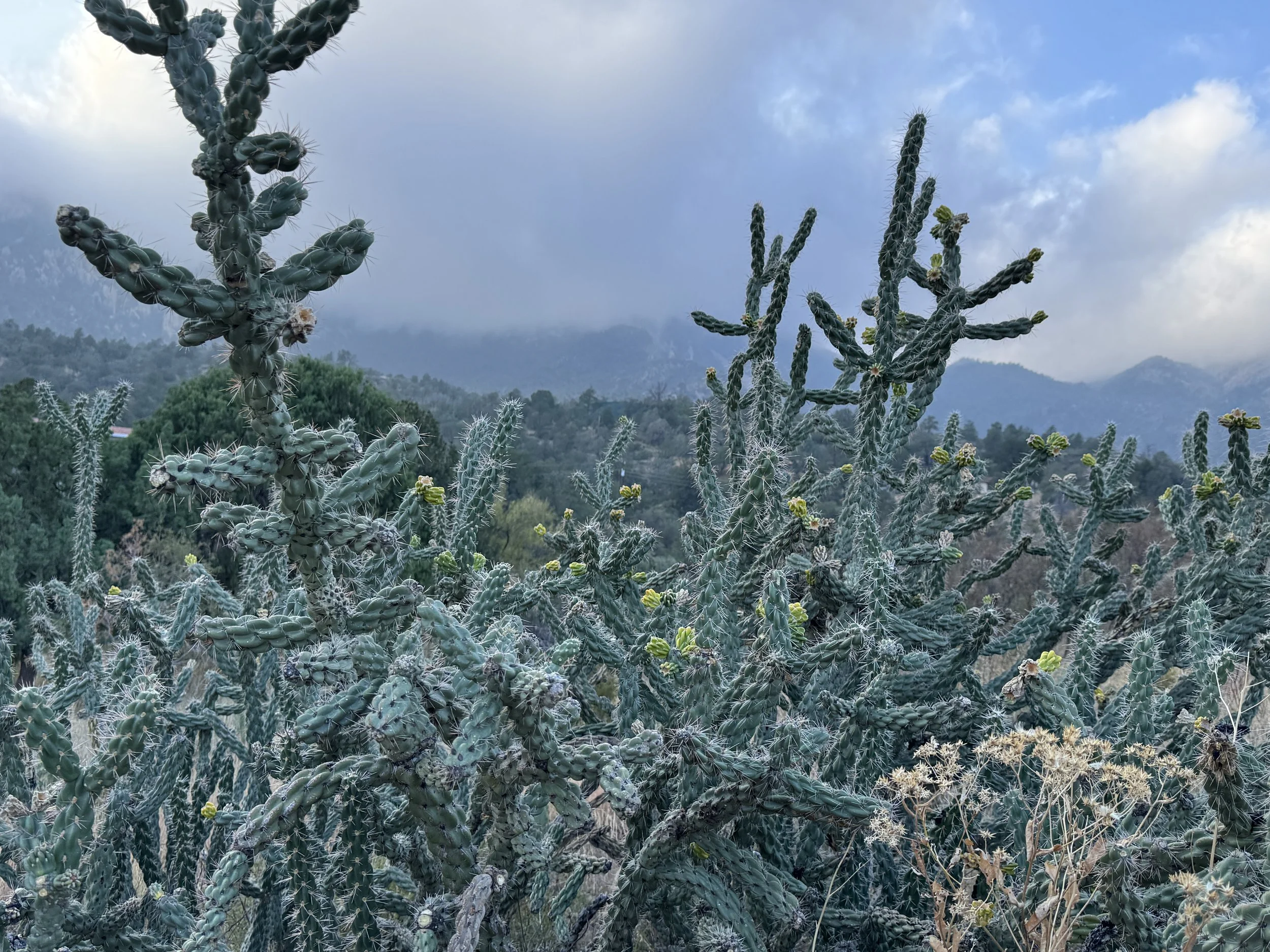 A desert landscape with tall, spiny cacti and green vegetation, mountains in the background, and a partly cloudy sky.