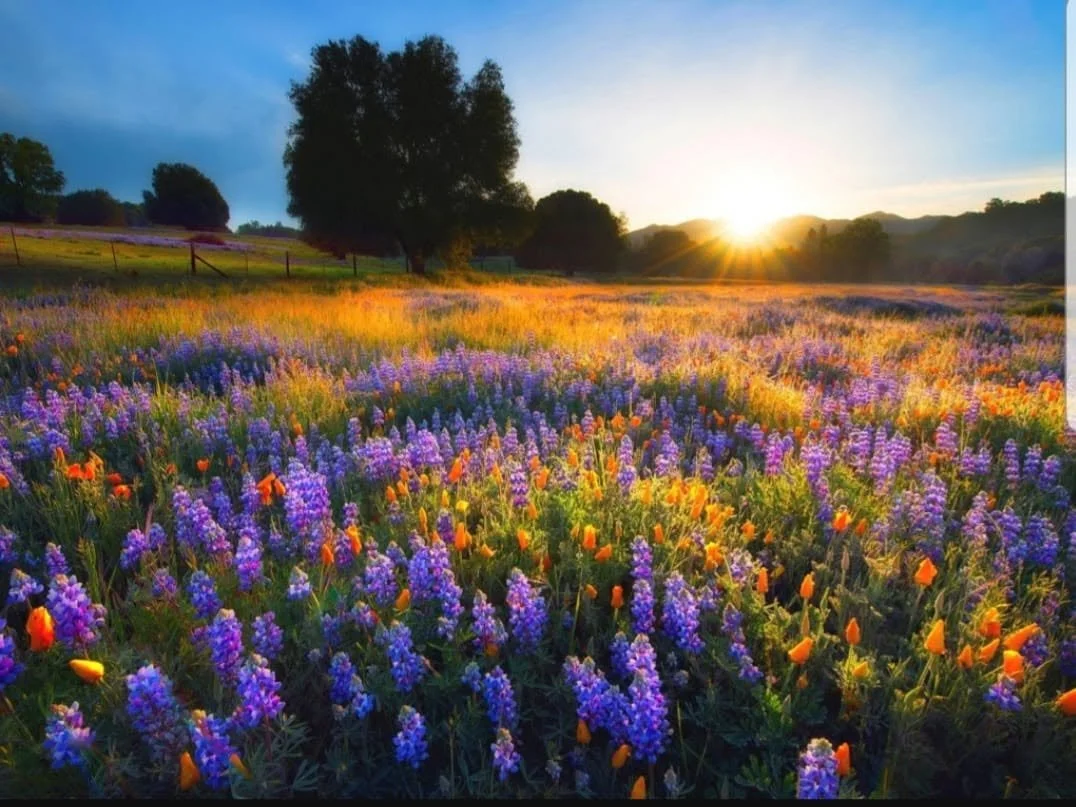 A vibrant field of blooming purple and orange wildflowers under a bright, setting sun with a clear blue sky and trees in the background.