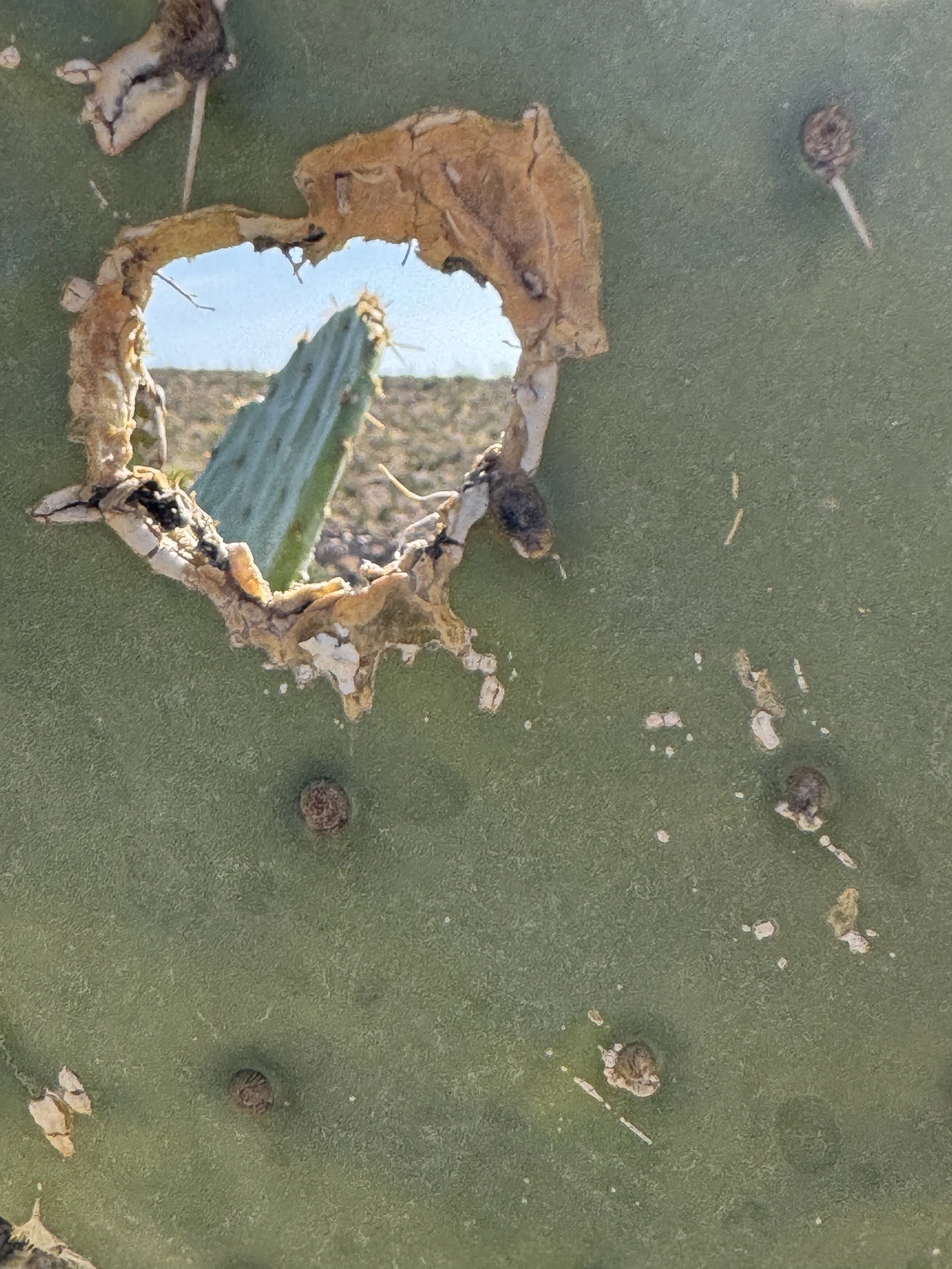 A close-up of a cactus with a punched hole in a green surface, with some dried leaves and small round seed-like objects scattered around.