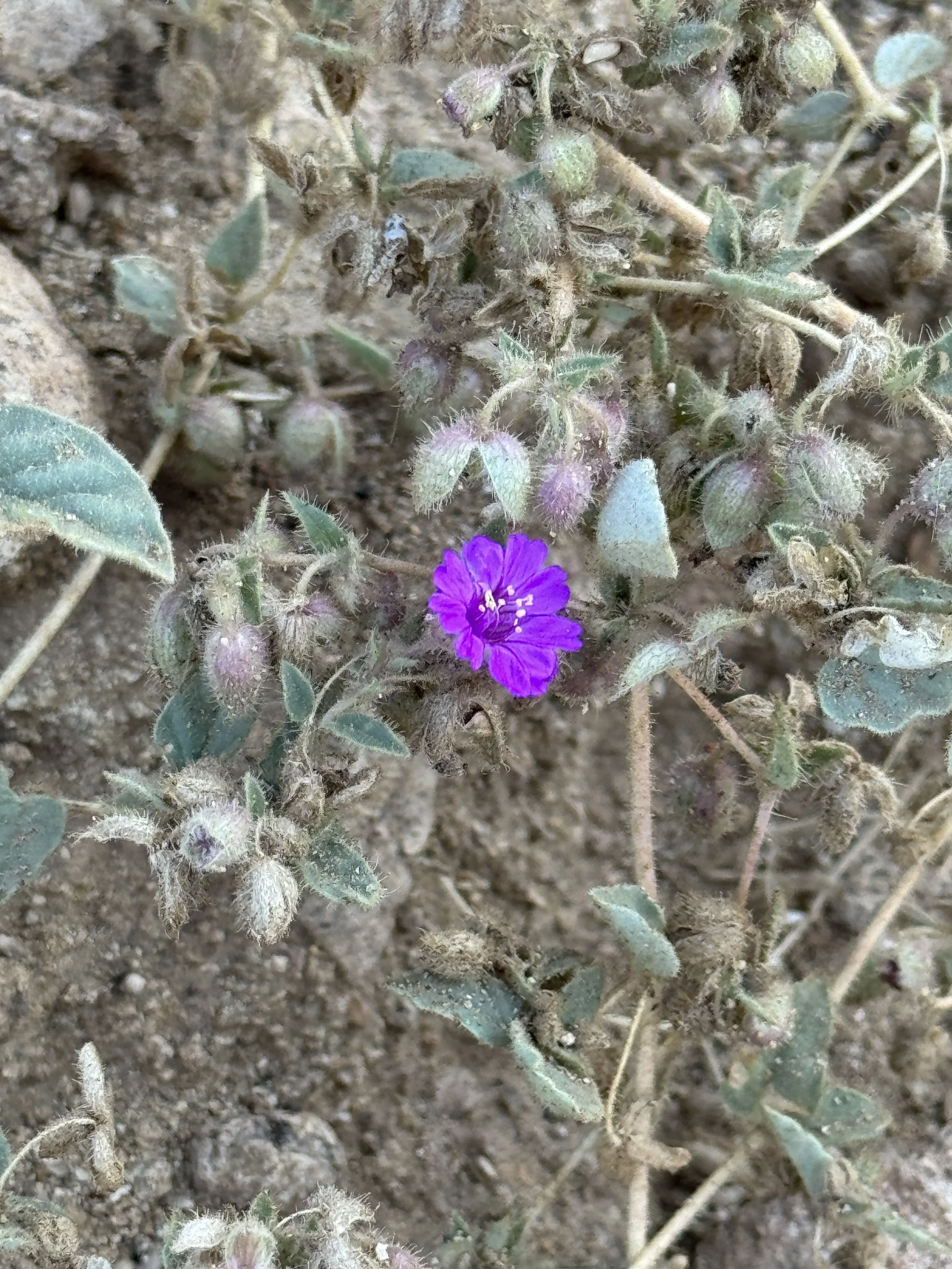 Close-up of a small purple flower growing among dry, dusty soil and dusty green leaves.