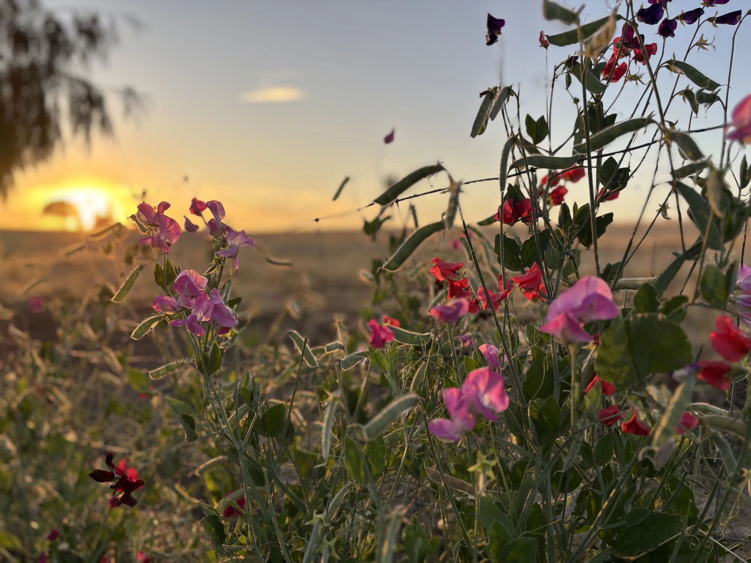 Close-up of flowering plants with pink and purple blossoms in a field during sunset.