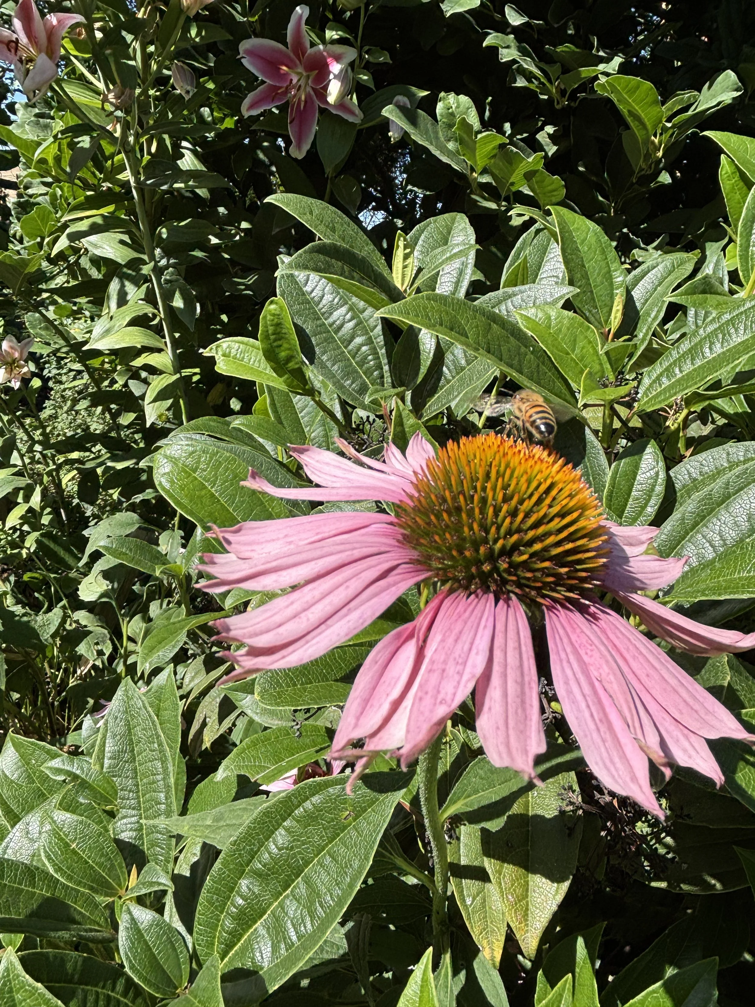 Pink coneflower with a bee on it surrounded by green leaves in sunlight.
