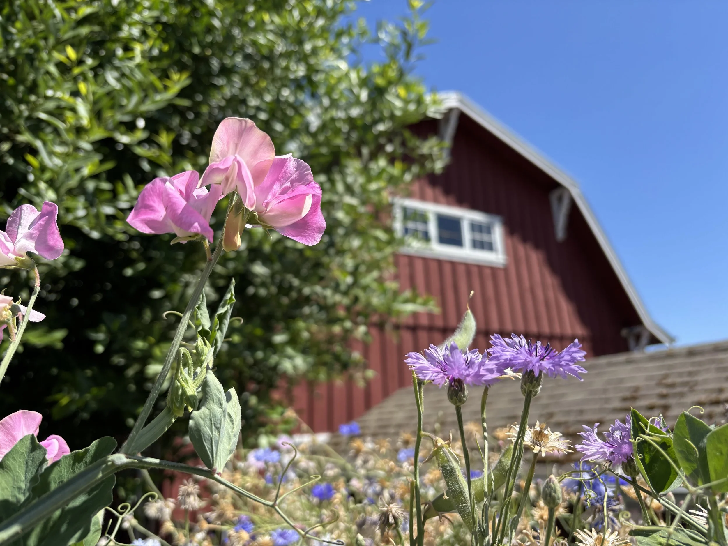 Close-up of pink and purple flowers in a garden with a red house and blue sky in the background.