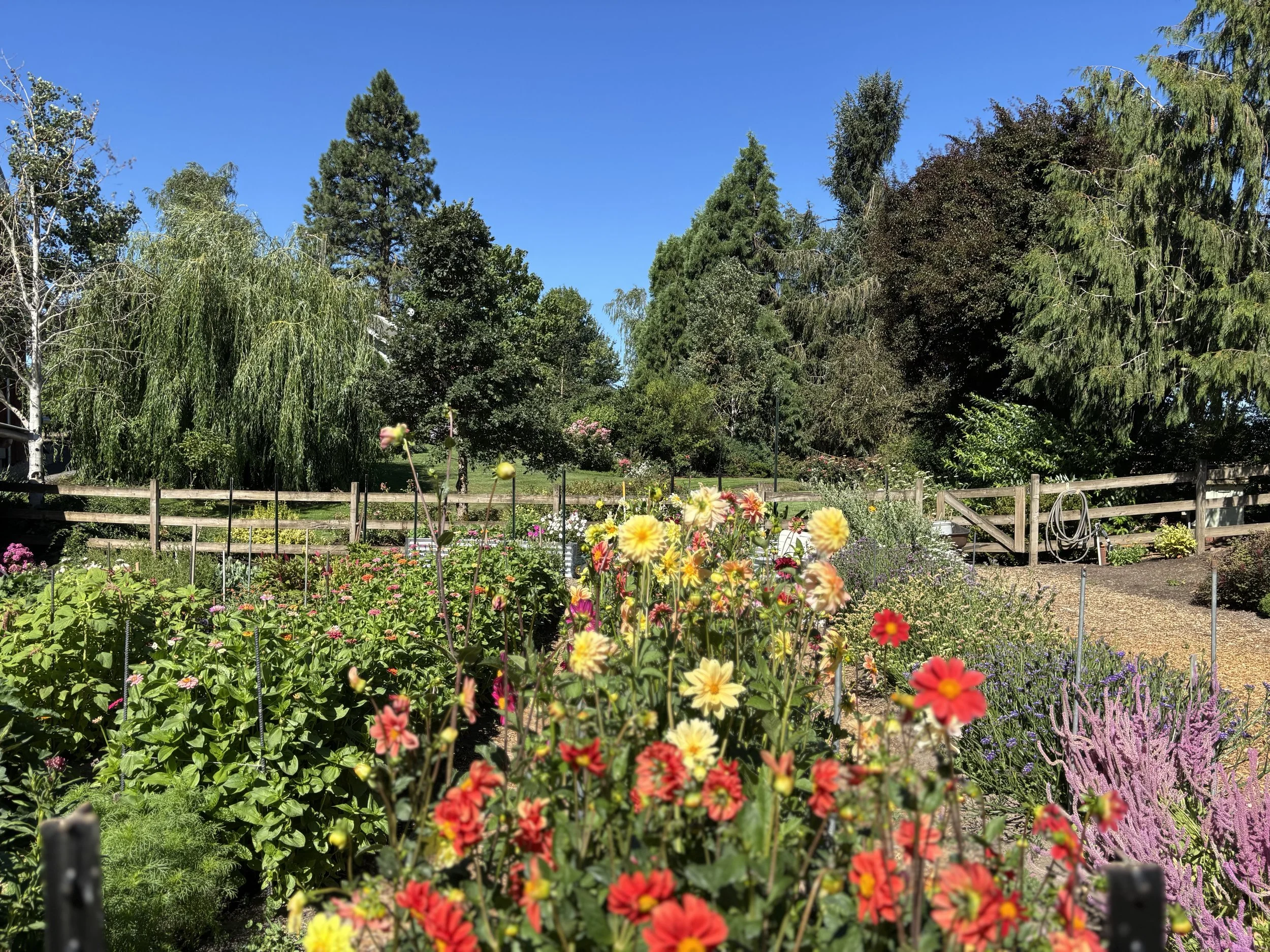 A vibrant garden with blooming flowers in the foreground and tall green trees under a bright blue sky in the background.