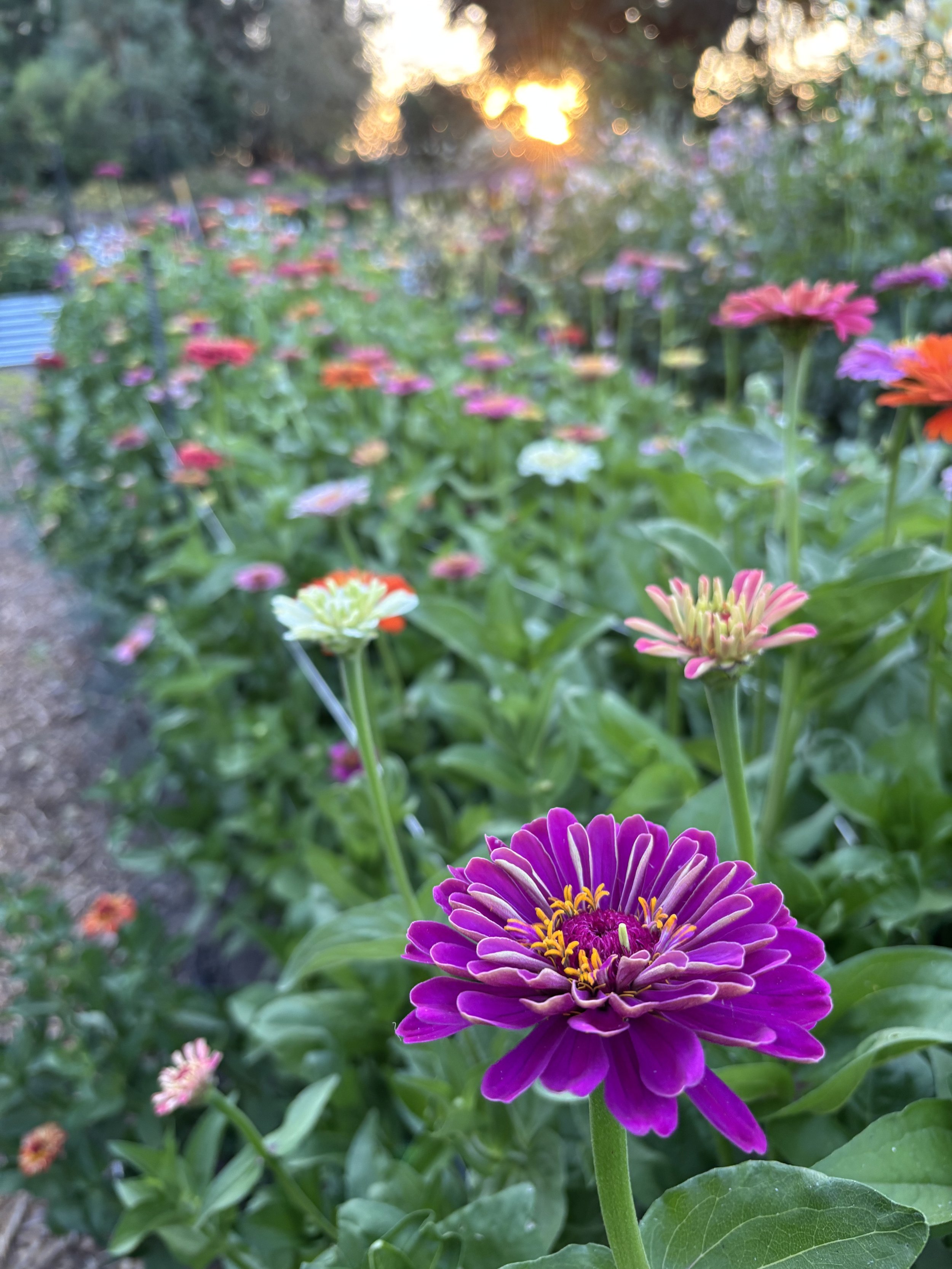 Close-up of vibrant purple and yellow flower with layered petals in a garden, with other colorful flowers and green foliage in the background, during sunset.