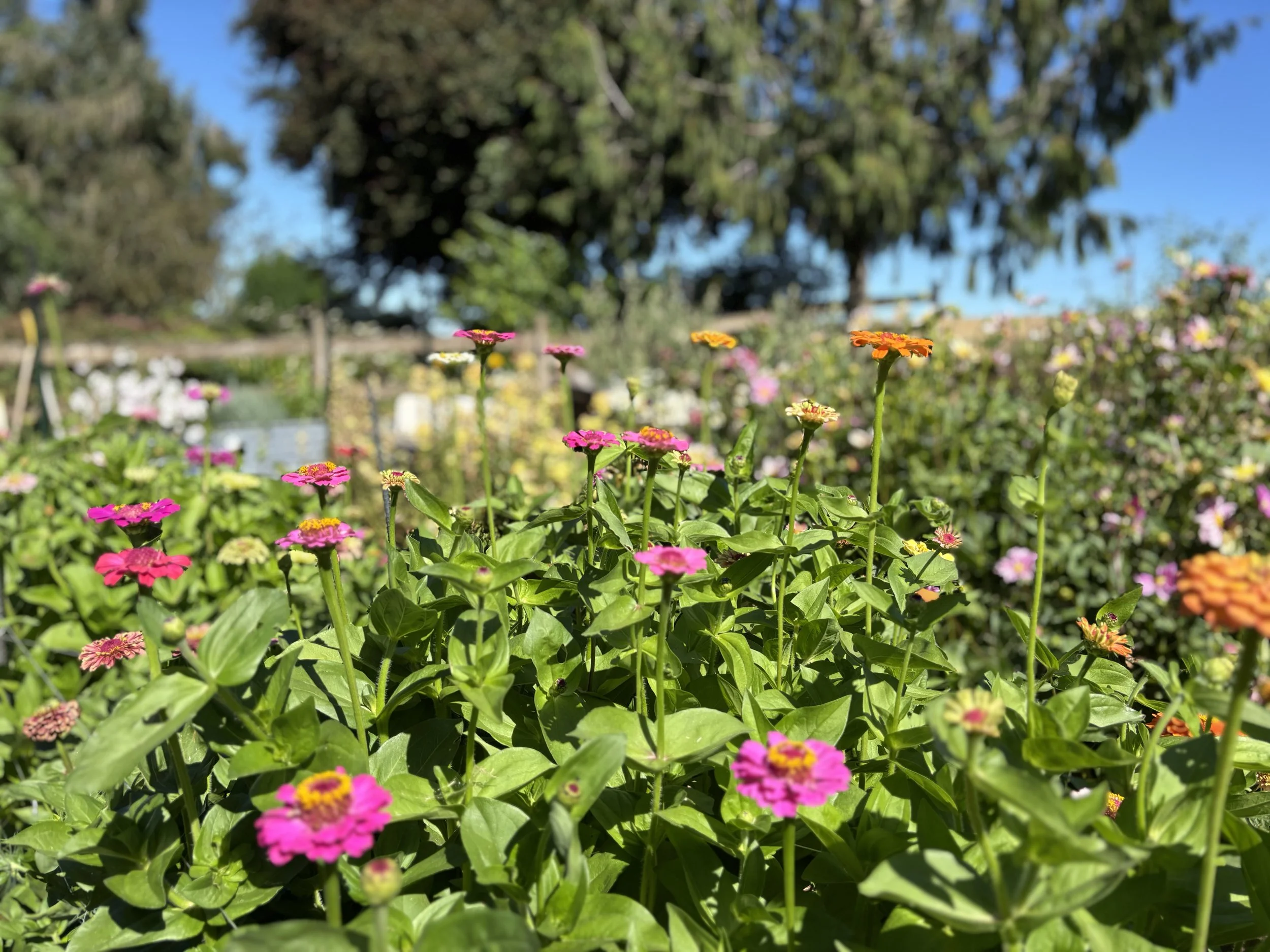 Pink, orange, and yellow flowers blooming in a garden with lush green leaves, under a clear blue sky and trees in the background.
