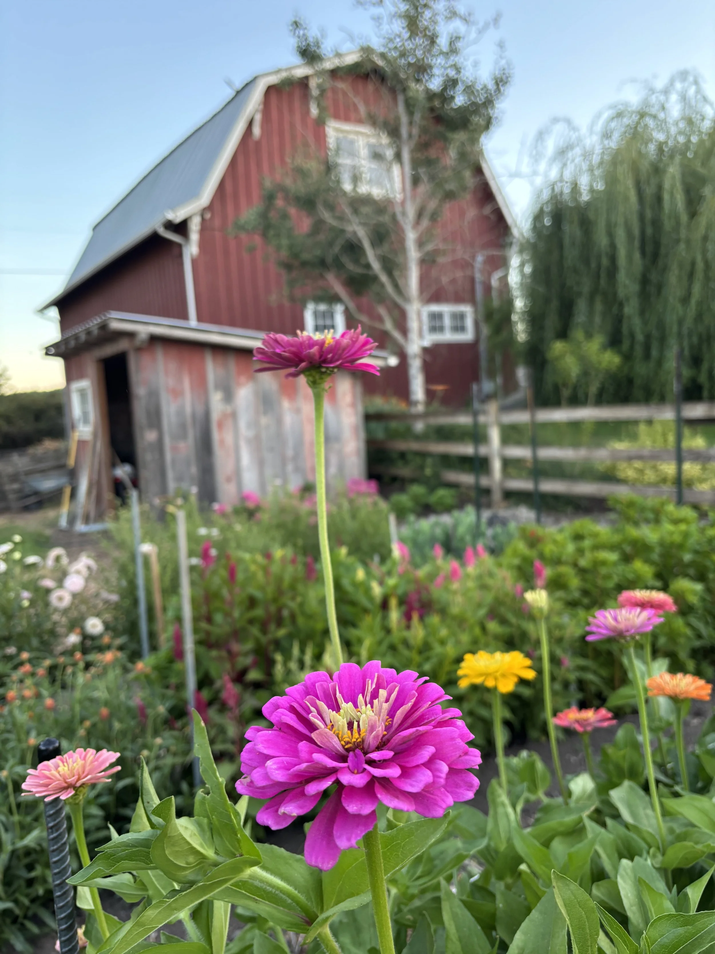 Close-up of colorful flowers in a garden with a farm building and trees in the background.