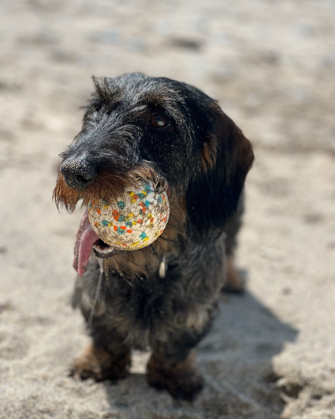 Wire-haired dachshund holding a ball on the beach.