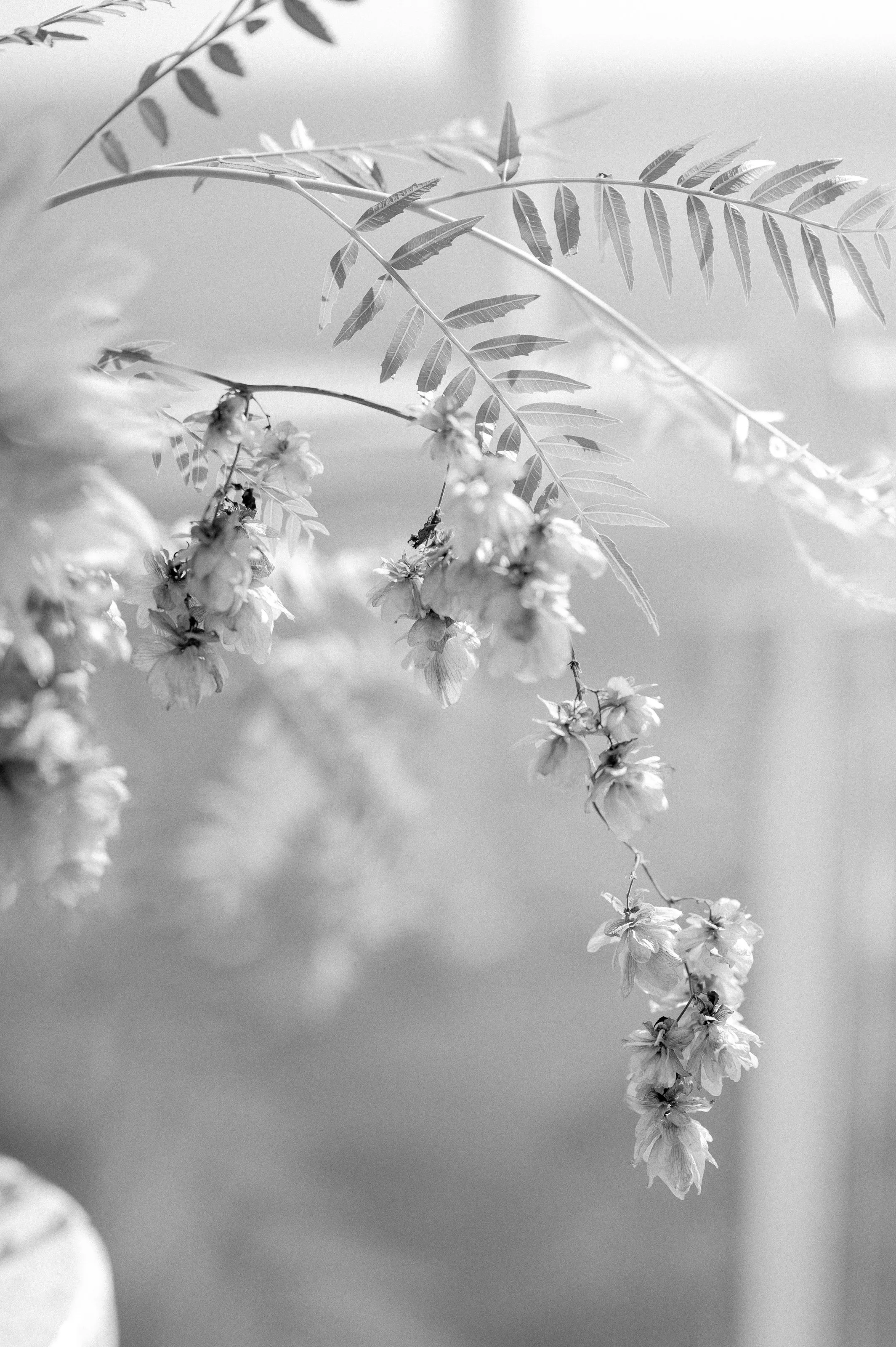 villa-oliviero-positano-italy-wedding-lisa-poggi - 071.jpg